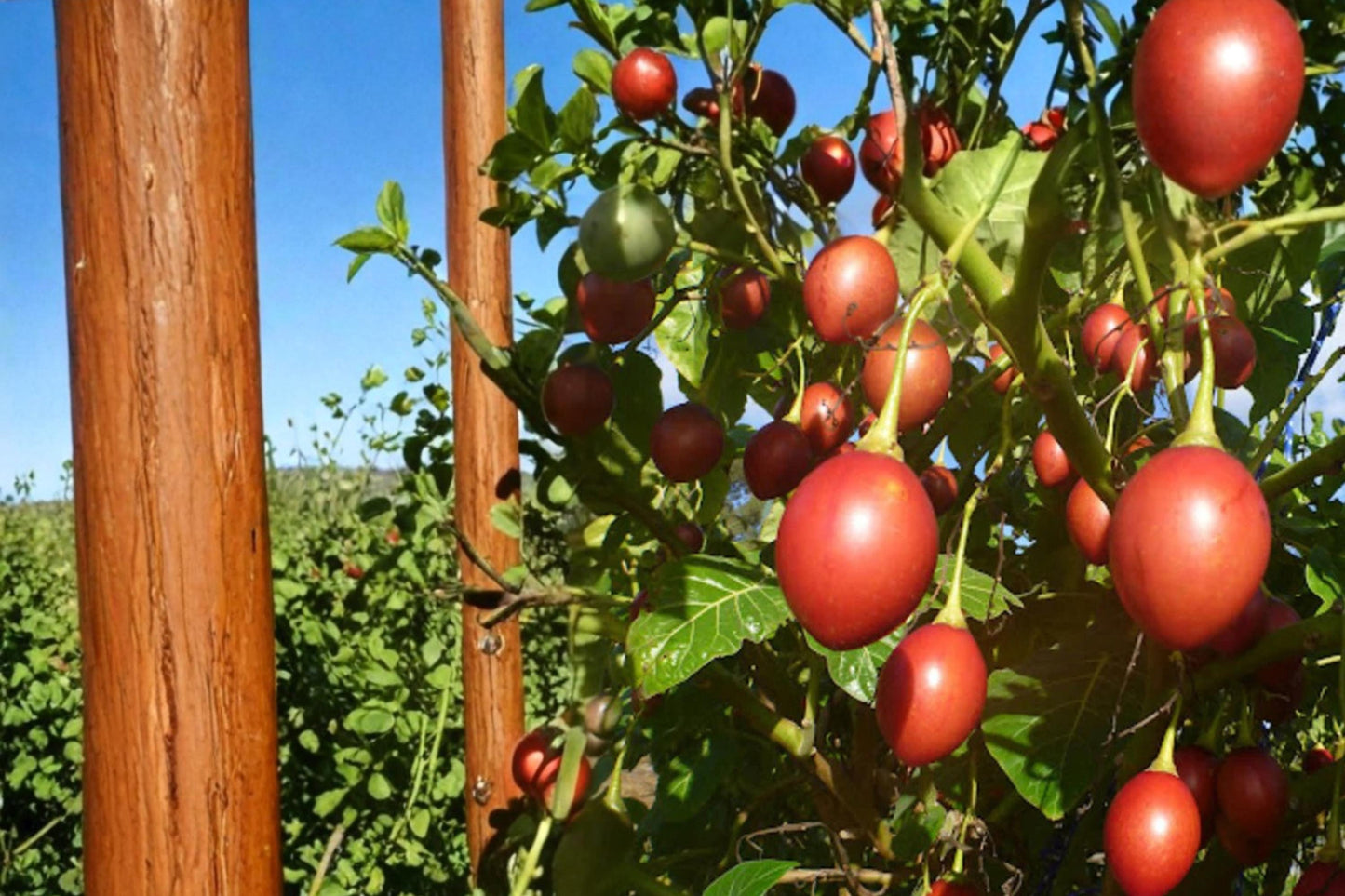 Tree Tomato Seeds - 10 Pack - Solanum betaceum - Edible Fruit Plant for Warm Climates - Tamarillo Shrub Seed