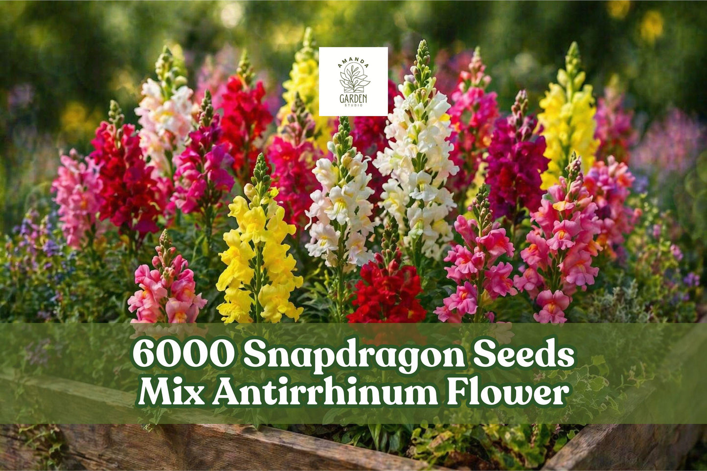 Snapdragon Seeds - 6000+ Rainbow Mix - Antirrhinum majus - Colorful Annual Flowers for Garden Beds & Pollinator Friendly