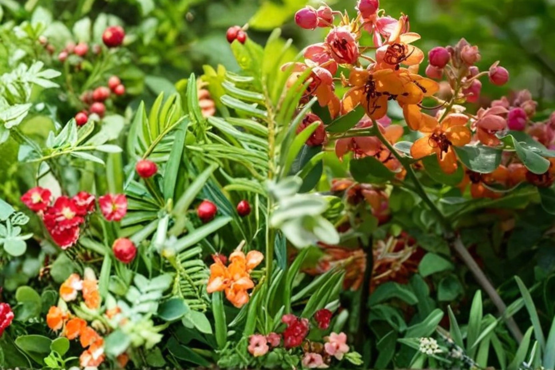 Bronze Shower Tree Seeds - 10 Seeds - Tropical Flowering Tree - Cassia moschata - Ornamental with Bronze to Golden Blooms