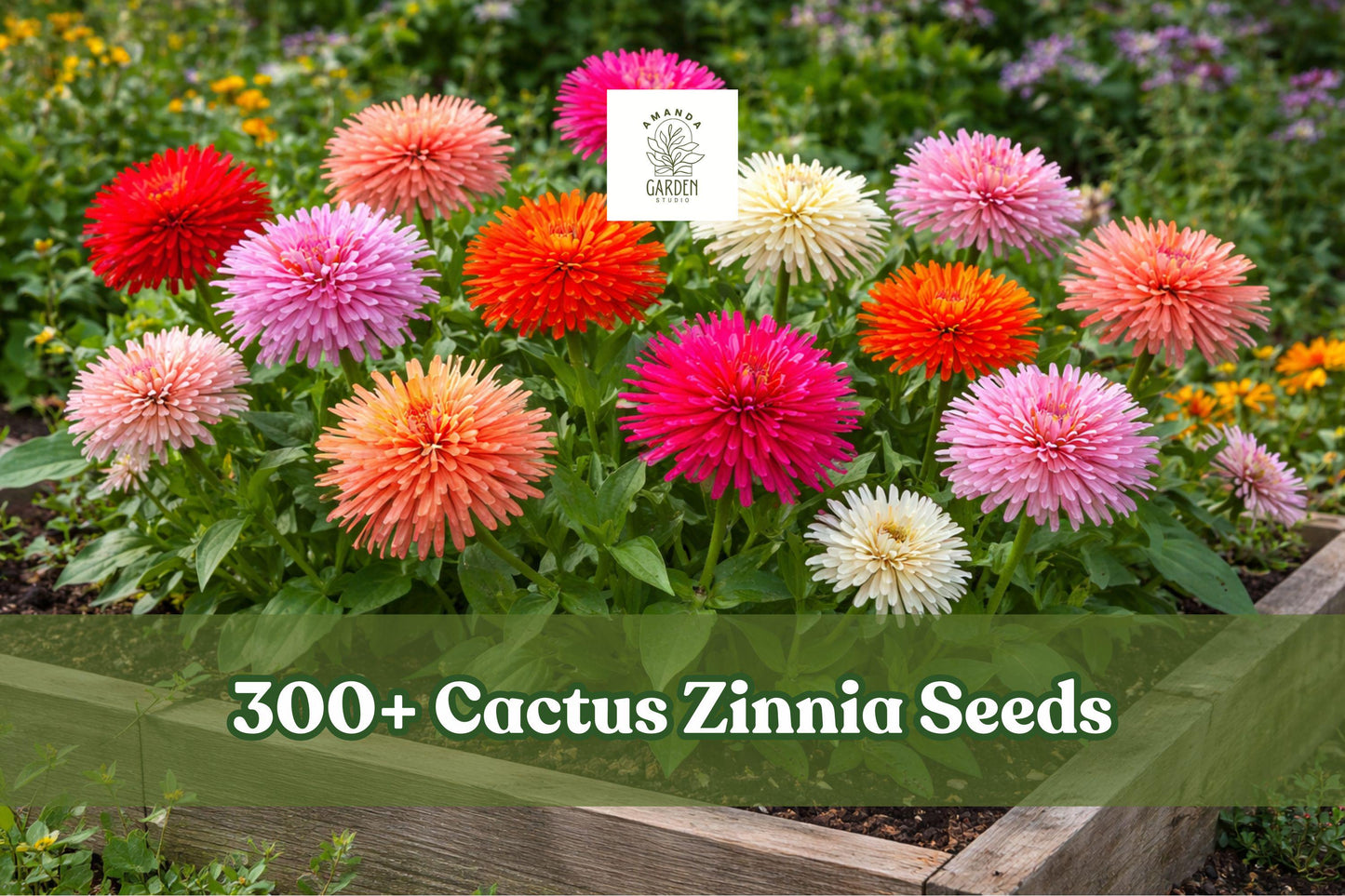 300 Cactus Zinnia Seeds, Mixed Colors, Giant Double Bloom Flowers, Zinnia elegans, Easy to Grow for Outdoor Gardens