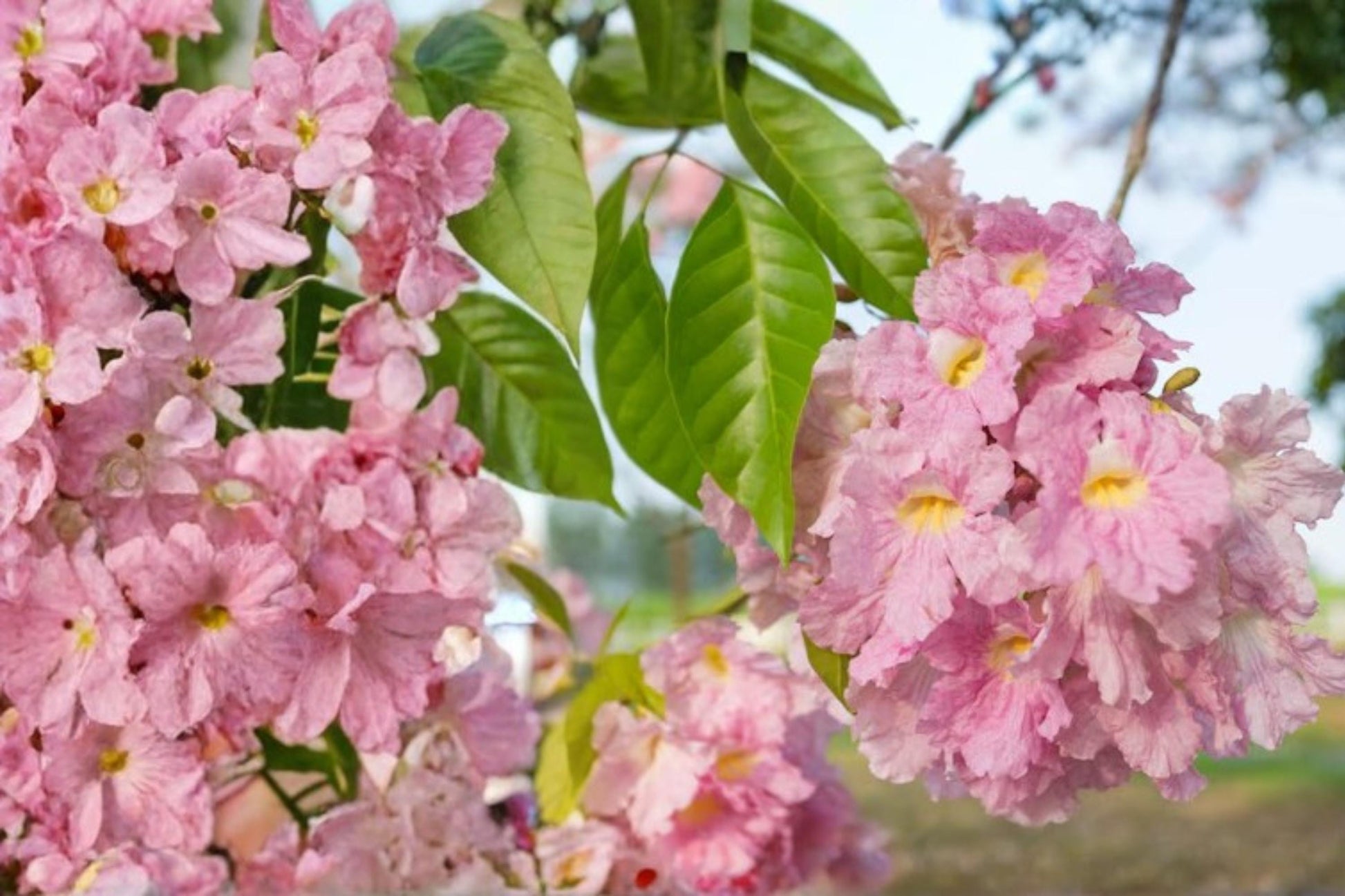 Pink Trumpet Tree Seeds - 30 Seeds - Tabebuia rosea - Ornamental Tropical Flowering Tree for Warm Climates - Pink Blooms