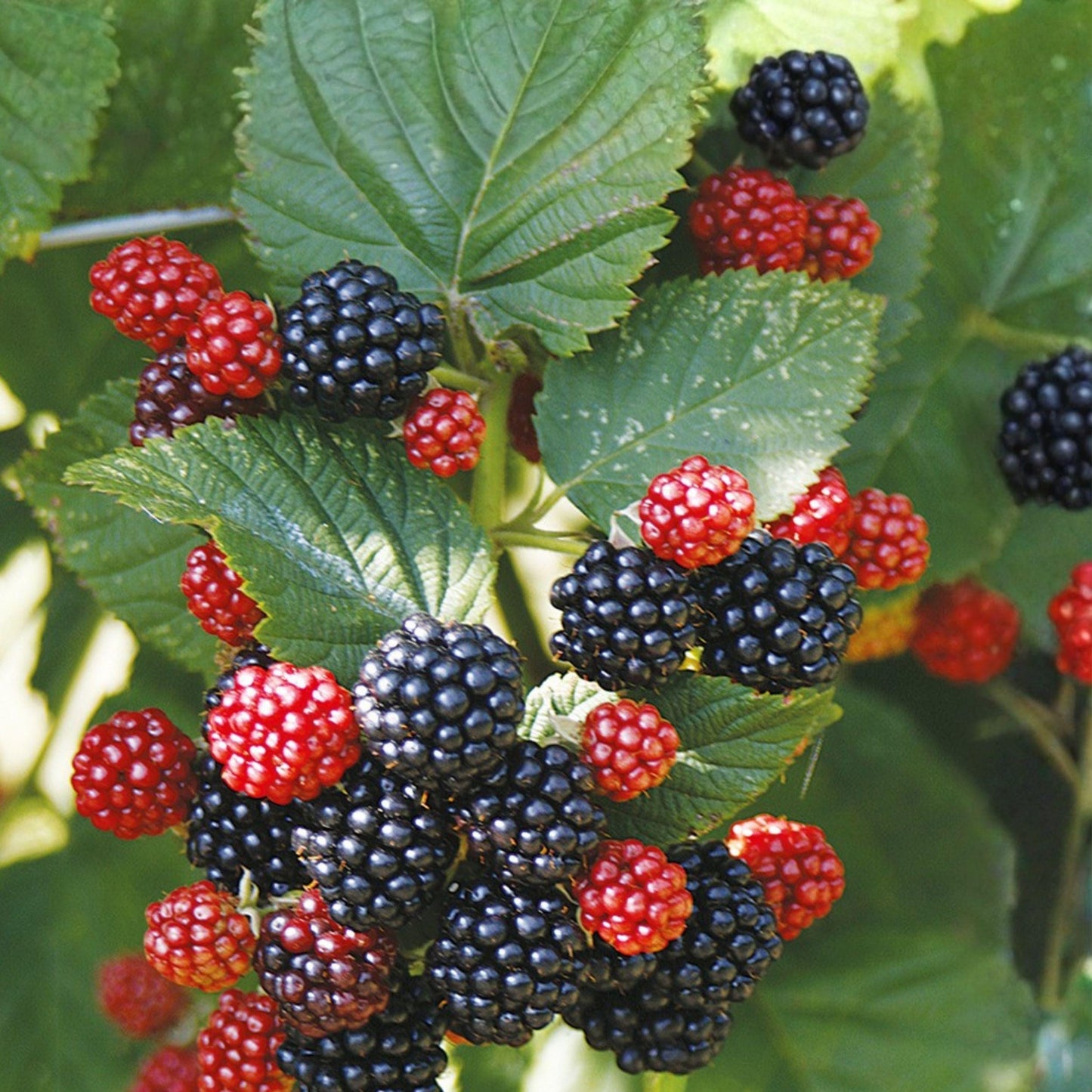 Chester Thornless Blackberry Plant - Live Rooted Starter - High-Yielding Sweet Berries - Rubus fruticosus 'Chester'