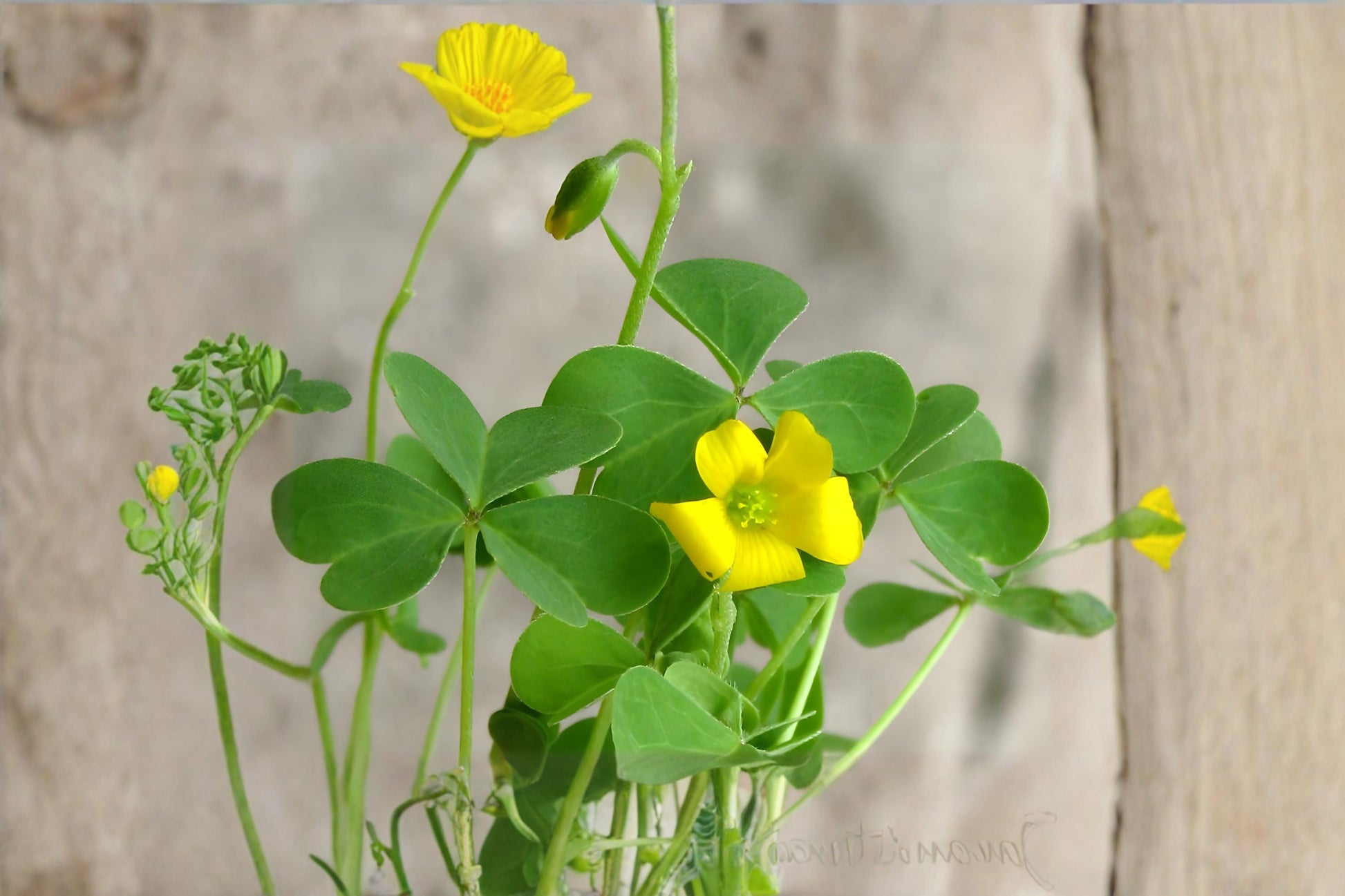 Yellow Wood Sorrel Seeds (10) | Oxalis stricta | Edible Ground Cover with Yellow Flowers & Clover-Like Leaves