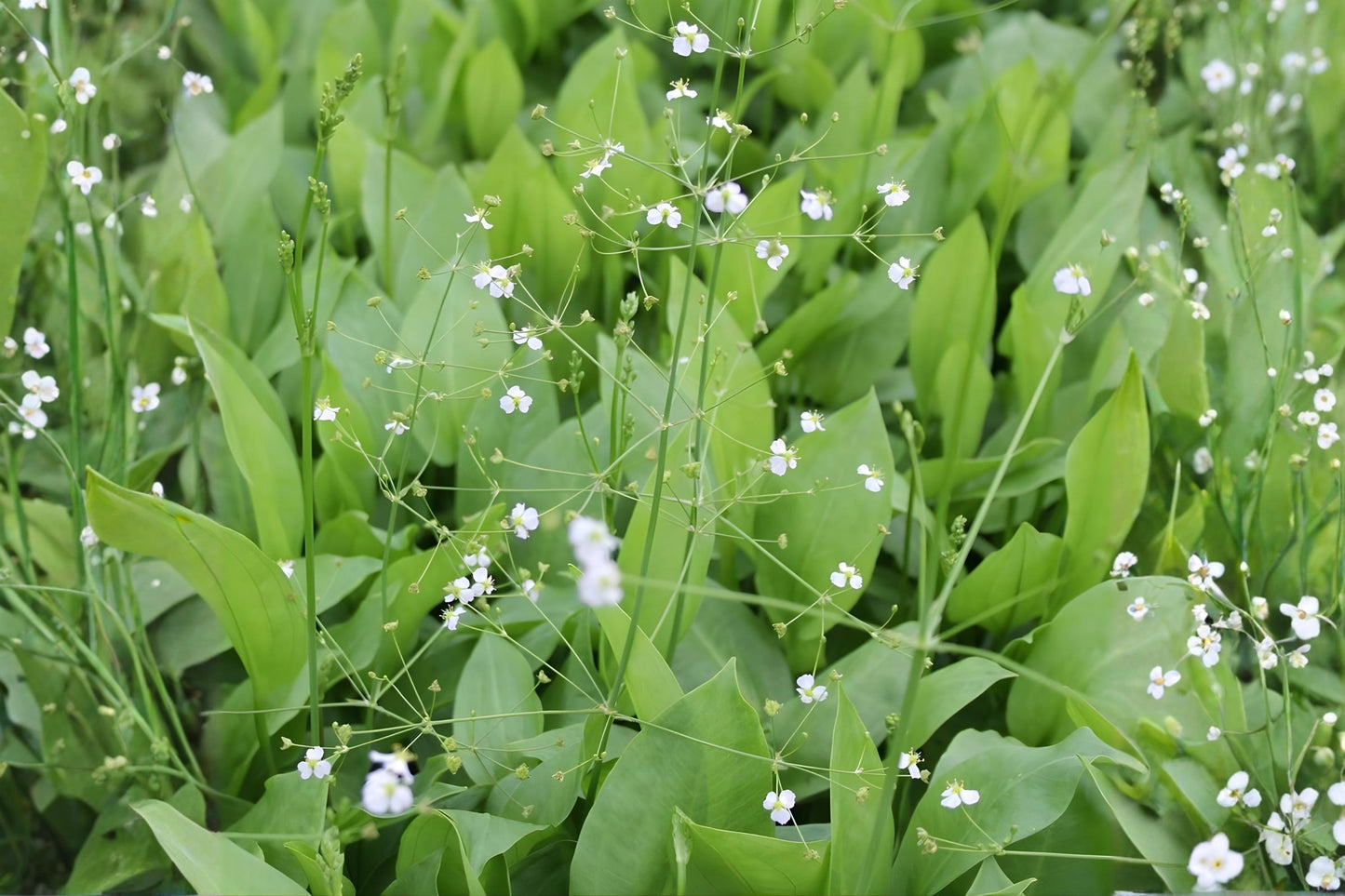 Mud Plantain Seeds (100) - Alisma subcordatum - Native Aquatic Plant for Wet Soils and Wildlife Habitats