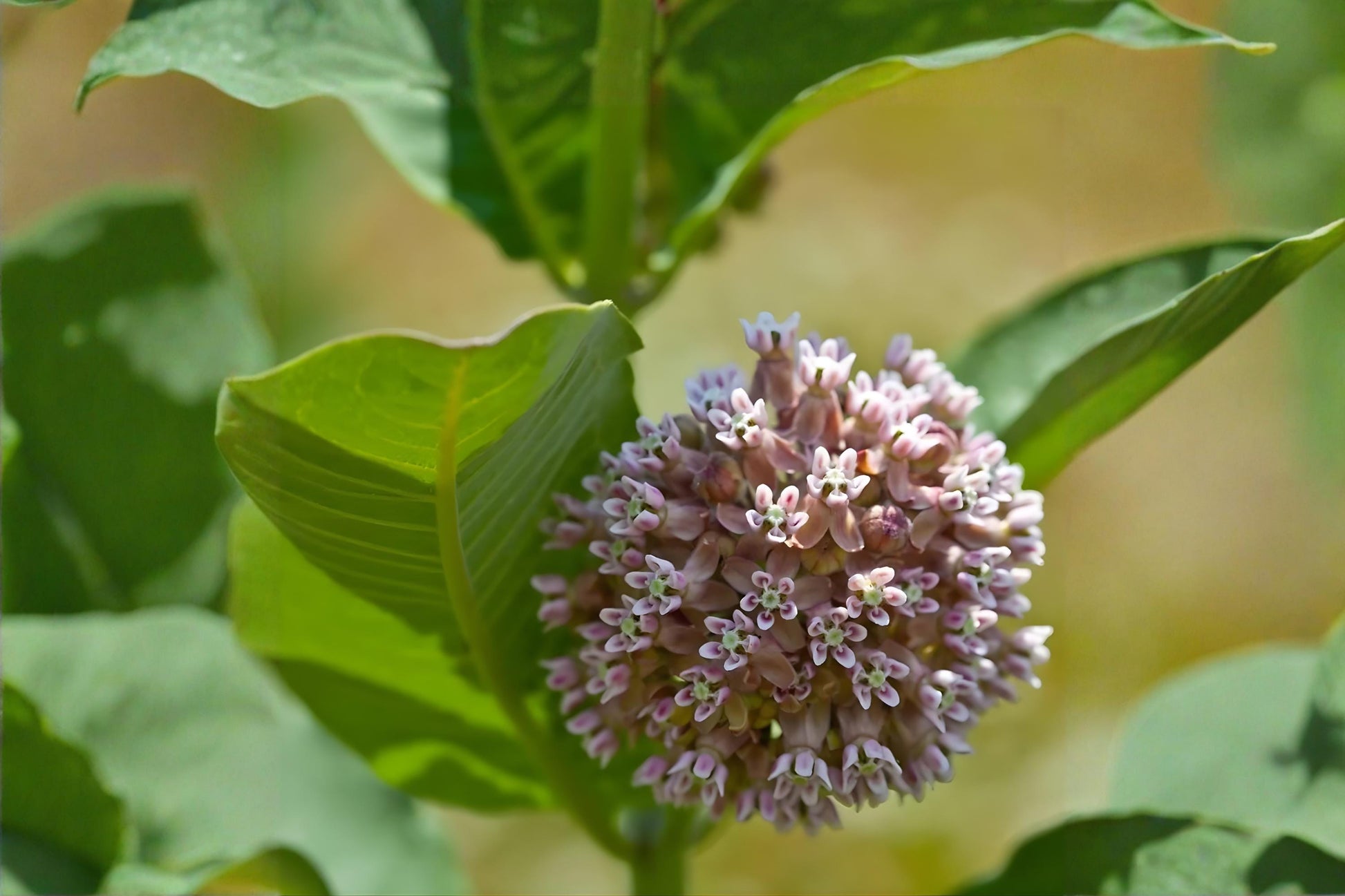 Western Sand Milkweed Seeds (10 Pack) - Asclepias arenaria - Rare Native Pollinator Plant for Xeriscaping & Restoration
