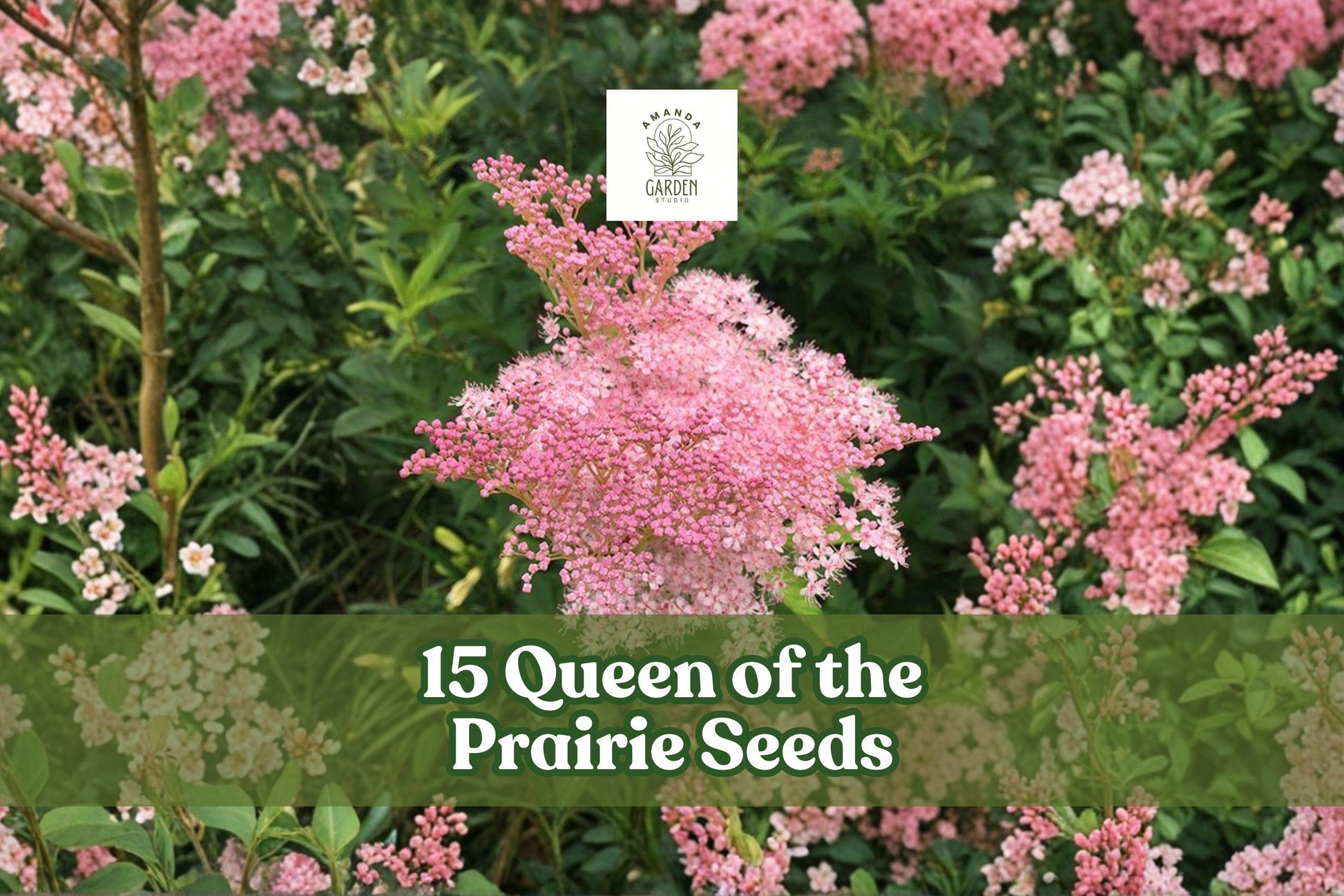 Queen of the Prairie Seeds, 15 Count, Pink Wildflower, Filipendula rubra, Native Perennial, Pollinator-Friendly, Moist Soil