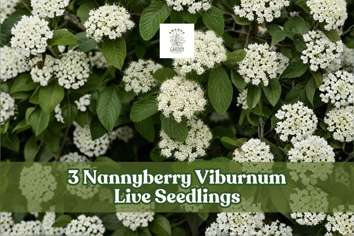 3 Nannyberry Viburnum Live Seedlings - Viburnum lentago - Hardy Shrub for Landscaping & Hedges - Green Foliage, White Flowers