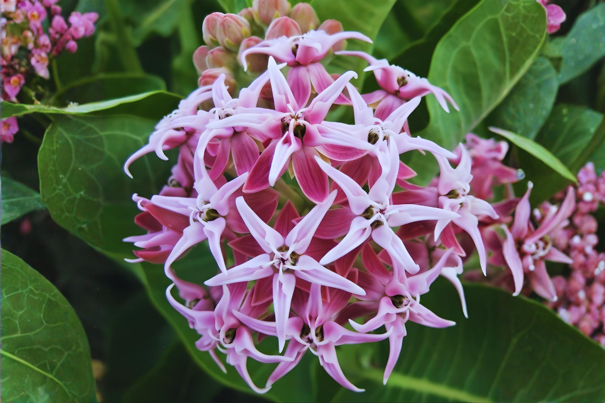 Showy Milkweed Seeds (15) - Asclepias speciosa - Native Milkweed for Monarchs - Pink Lavender Blooms - Drought Tolerant Pollinator Plant