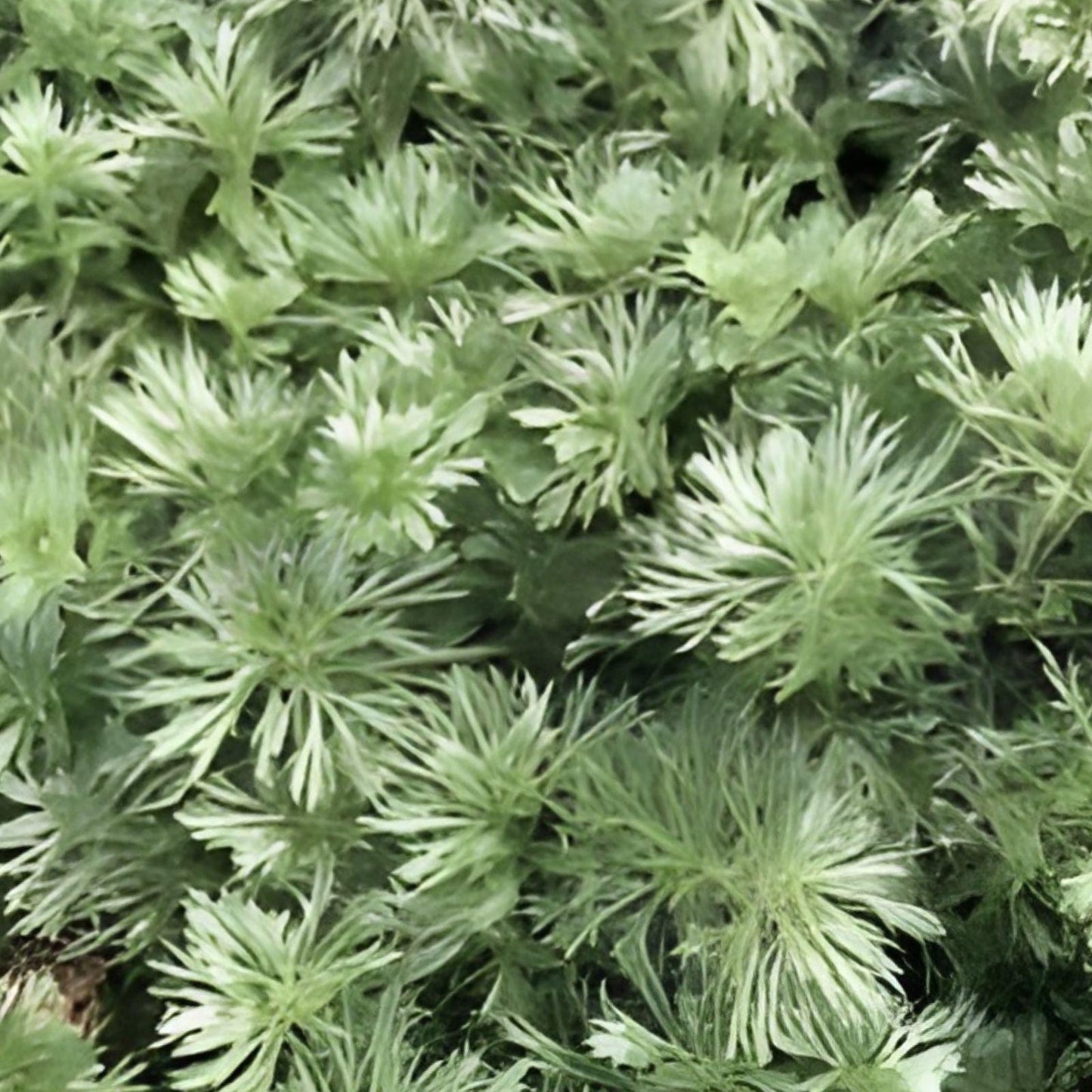 Silver Mound Artemisia Plant - Live Bare Root Hardy Perennial with Silver Foliage - Artemisia schmidtiana
