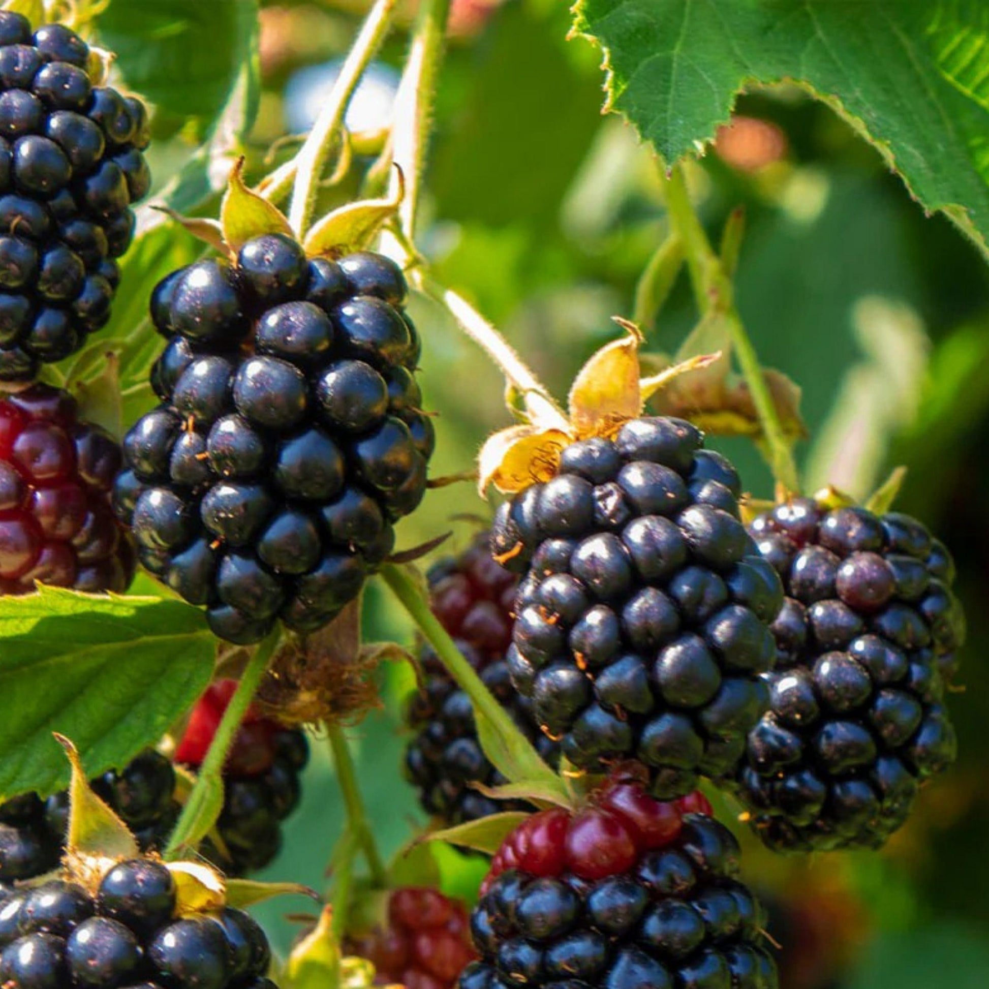 Arapaho Thornless Blackberry Plant Live Rooted Starter Bush - Rubus fruticosus, Sweet Berries, Pesticide-Free, Easy to Grow
