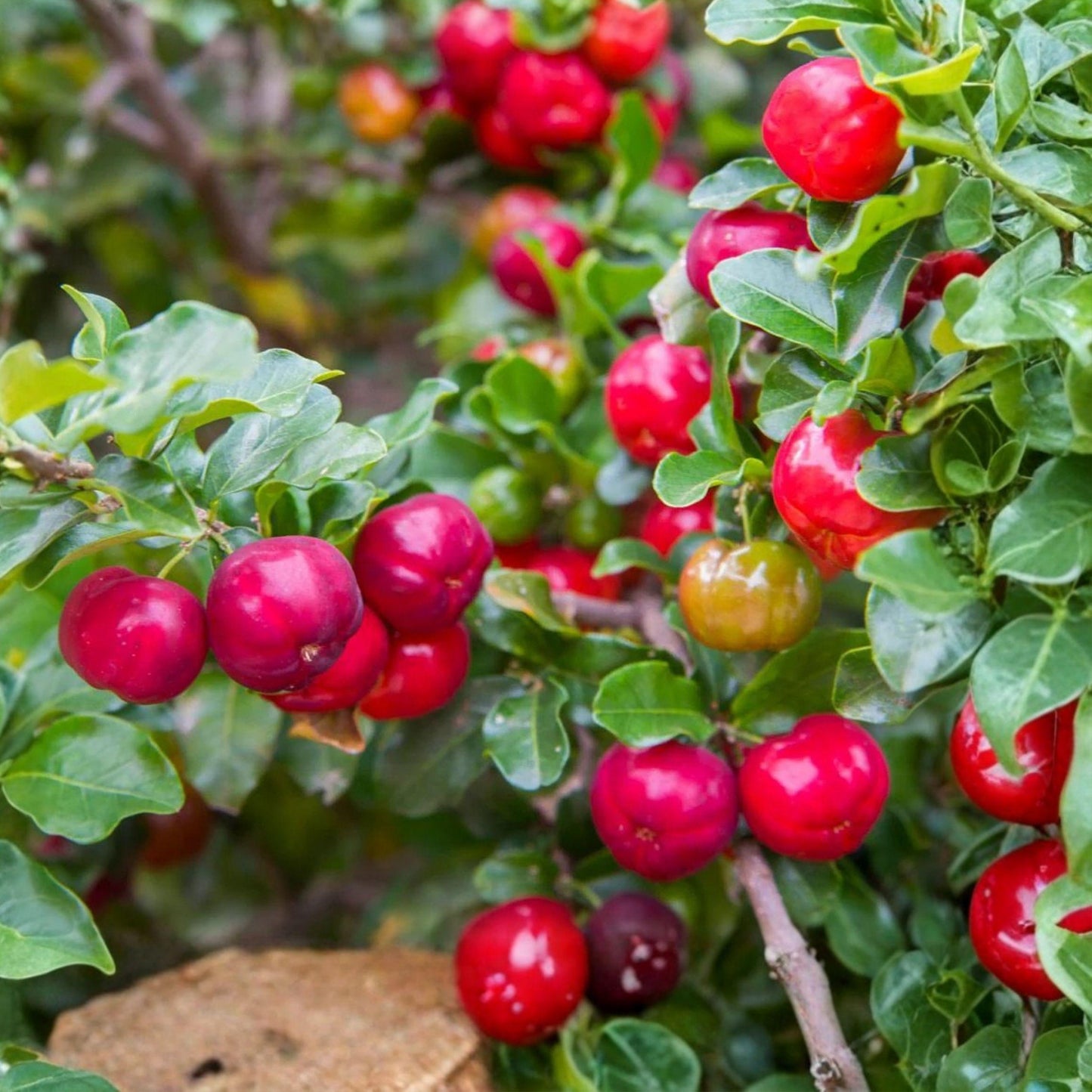 Barbados Cherry Tree Live Plant Starter 4-8 Inches Acerola Cherry Pesticide-Free Acerola Cherry (Malpighia emarginata)