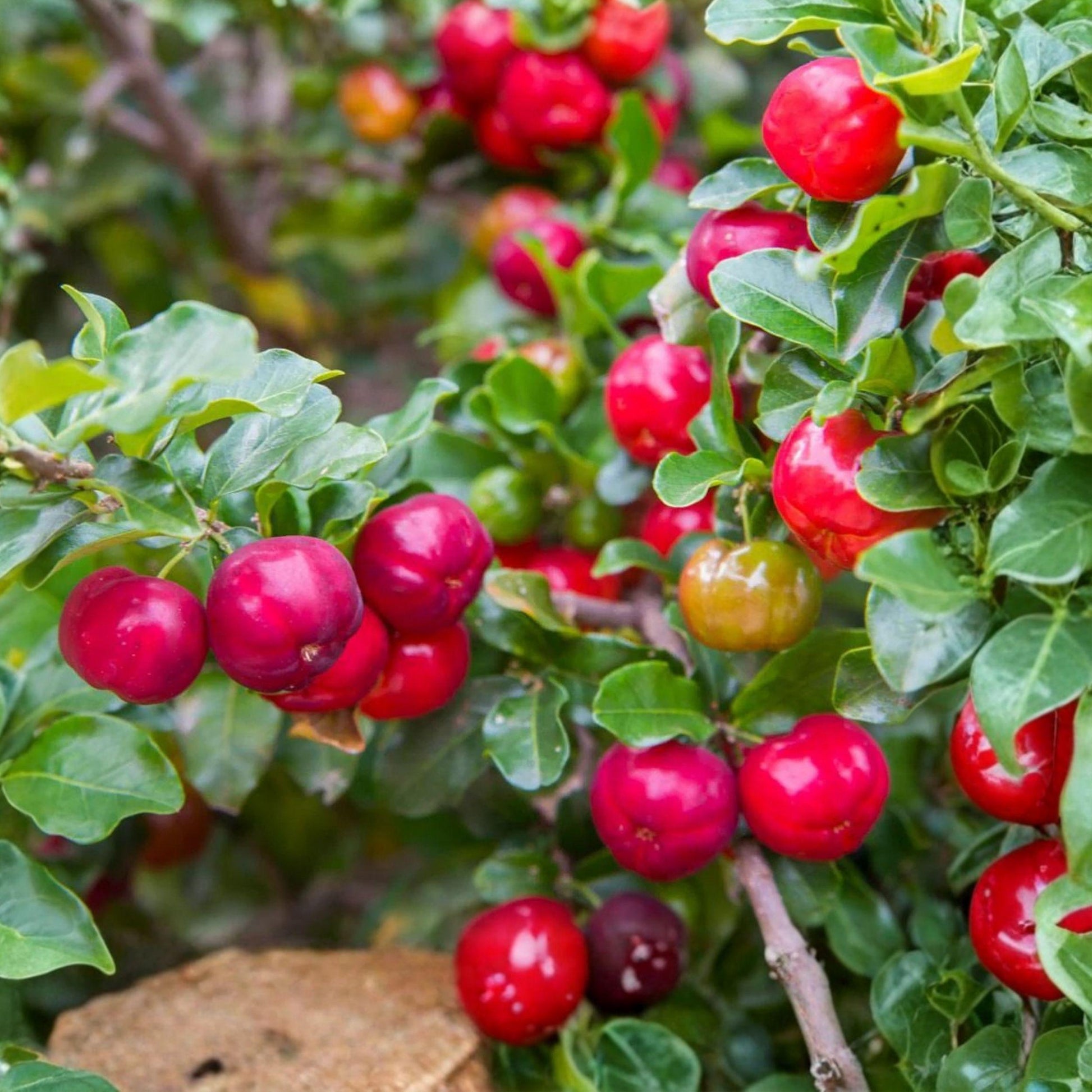 Barbados Cherry Tree Live Plant Starter 4-8 Inches Acerola Cherry Pesticide-Free Acerola Cherry (Malpighia emarginata)
