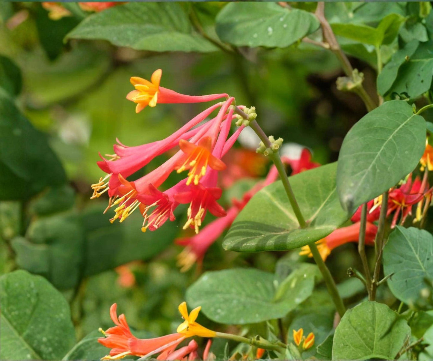 Coral Honeysuckle Vine Starter Plant - Lonicera Sempervirens - Red Trumpet Flowers for Hummingbird Gardens - 2.5" Pot