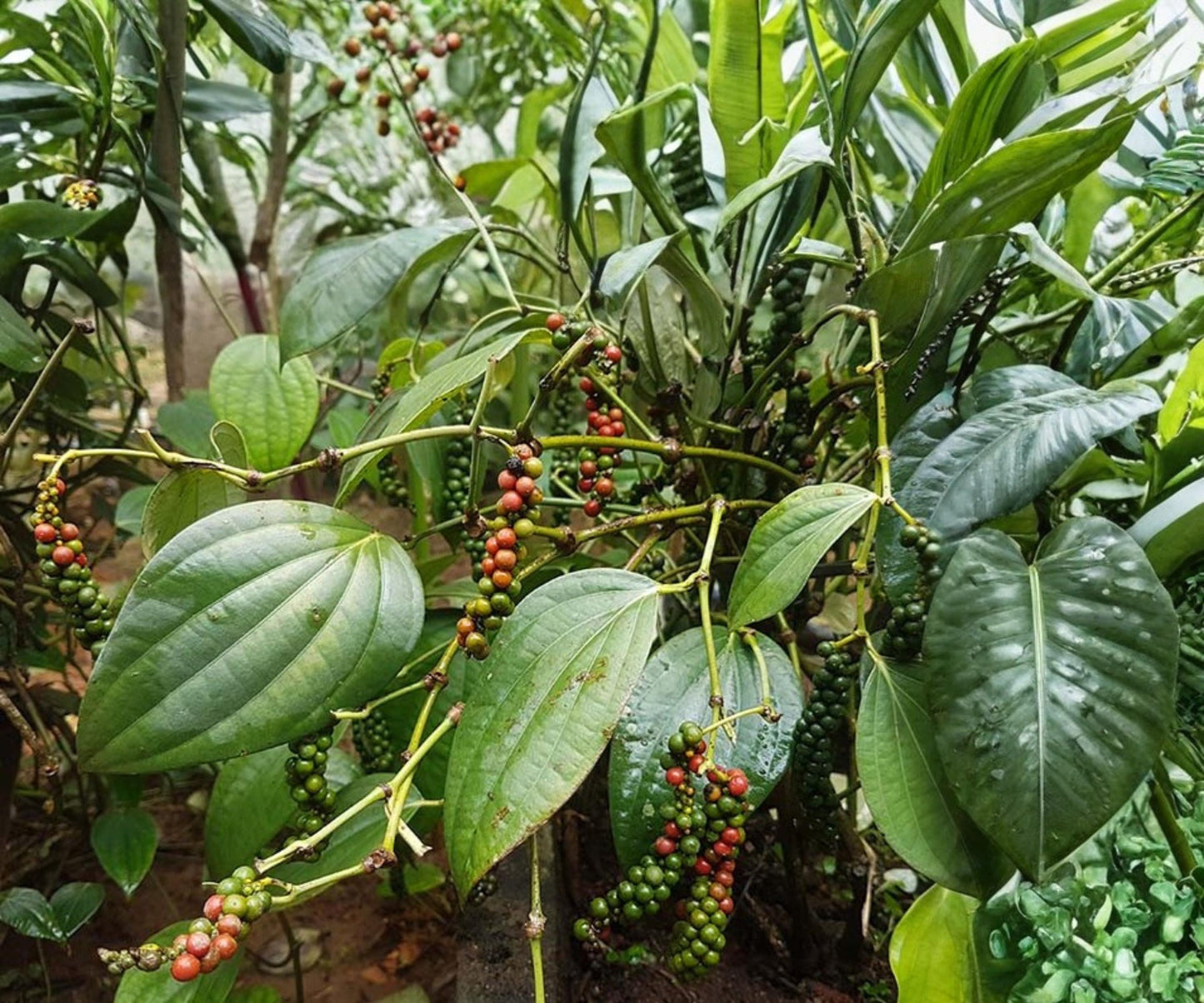 Black Pepper Starter Plant - Live Piper Nigrum Tropical Vine for Indoor Container Spice Garden - 2.5"-4" Well-Rooted Plant