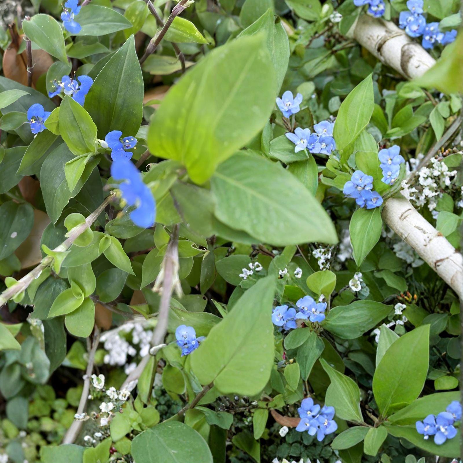 Commelina Diffusa Cuttings | 25+ Blue Flower Vine | Climbing Dayflower | Fast Growing Plant | Commelina diffusa