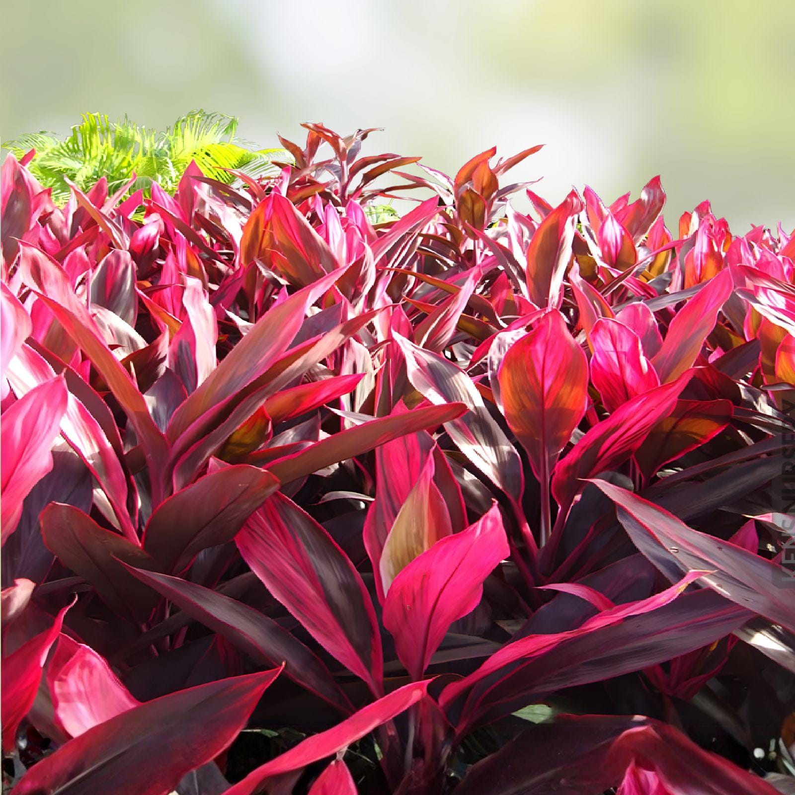 Hawaiian Ti Plant Cuttings | 8 Pink Purple Leaf Cuttings | Cordyline fruticosa | Tropical Garden Propagation