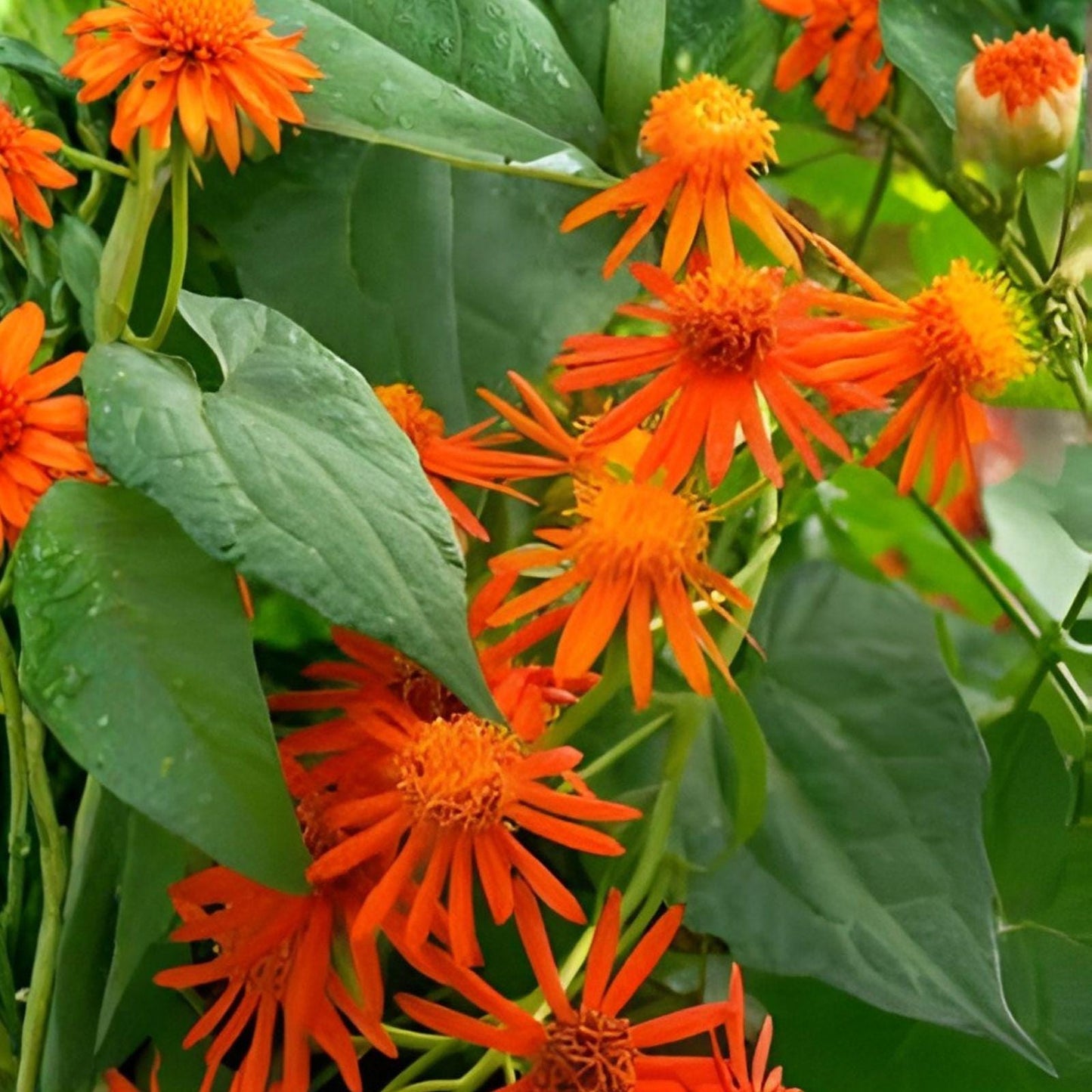 Mexican Flame Vine Cuttings - 10 Fresh Orange Flower Cuttings - Pseudogynoxys chenopodioides - Pollinator Plant