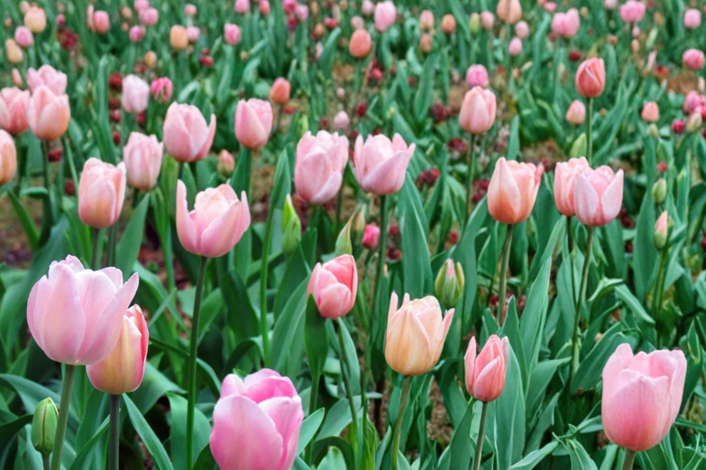 Pink Passion Tulip Bulbs - 10 Count - Pink Cup-Shaped Flowers - Tulipa spp. - Spring-Flowering Perennial for Garden Borders