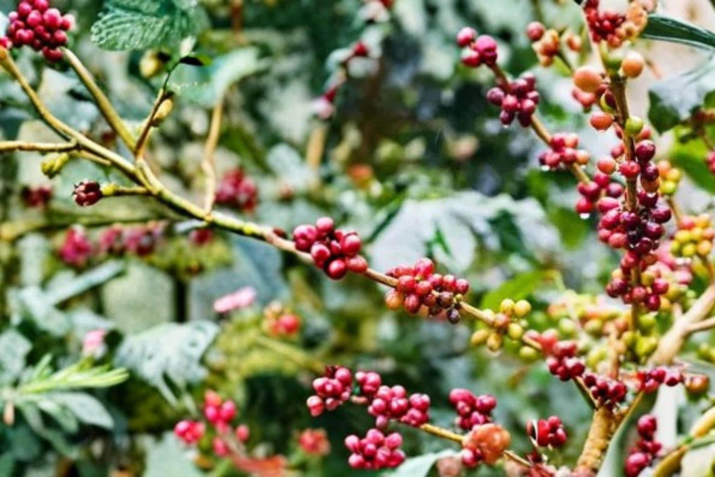 Coffee Plant Seeds - 30 Seeds - Coffea arabica - Tropical Evergreen Shrub for Garden or Container - Produces Coffee Berries