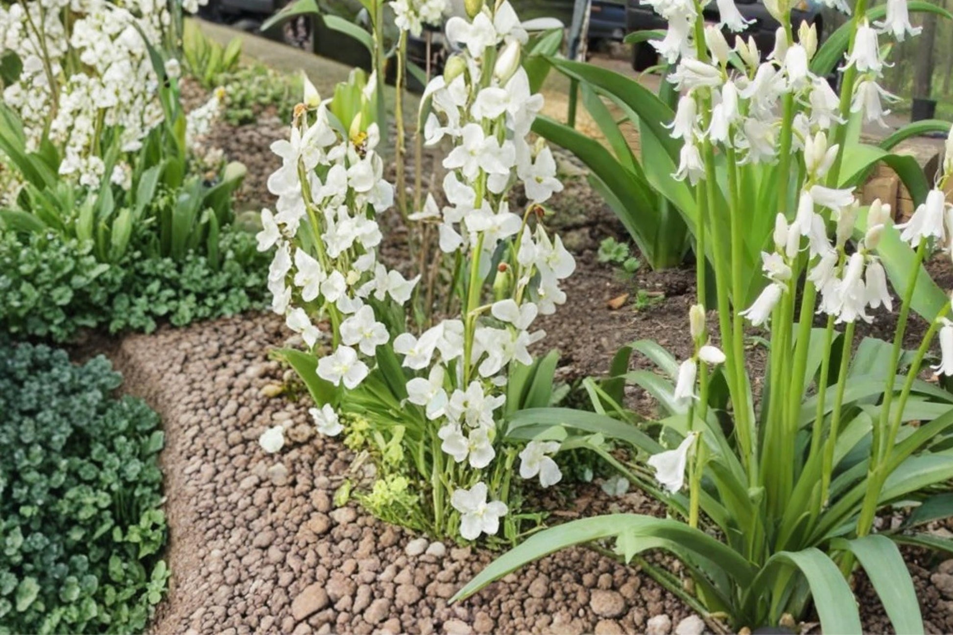 Spanish Whitebells Bulbs - 10 Perennial Bulbs with White Bell-Shaped Flowers - Hyacinthoides hispanica for Spring Gardens
