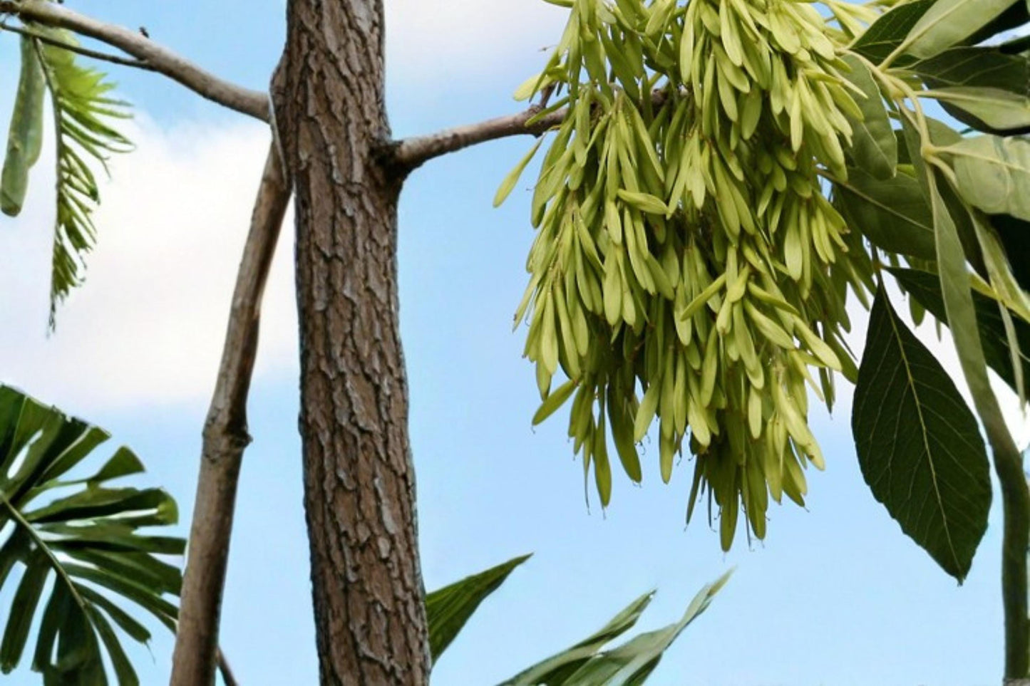 Arizona Ash Tree Seeds - 30 Count - Fraxinus velutina - Deciduous Shade Tree for Warm Climates and Drought Tolerance