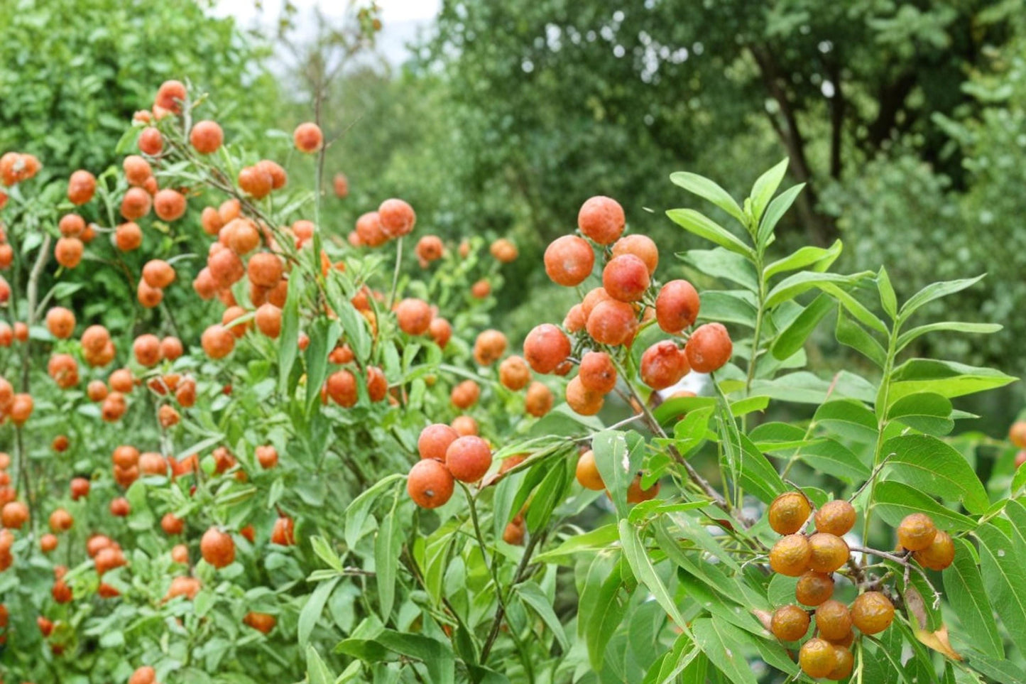 Soapberry Tree Seeds - 5 Pack - Sapindus saponaria - Deciduous Ornamental Tree with Yellow Flowers & Translucent Berries