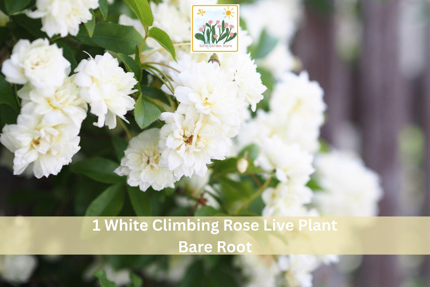 White Climbing Rose Live Plant Bare Root 2-3 Ft Rosa spp. Elegant White Blooms for Trellis, Fence, or Garden Vertical Display