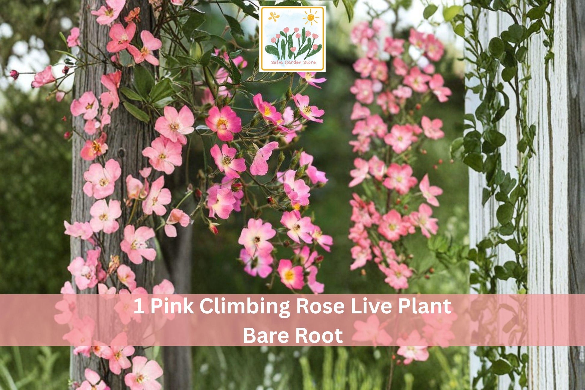 Pink Climbing Rose Live Plant Bare Root 1-2 Ft Rosa spp. Soft Pink Blooms Garden Vine for Trellis and Fences