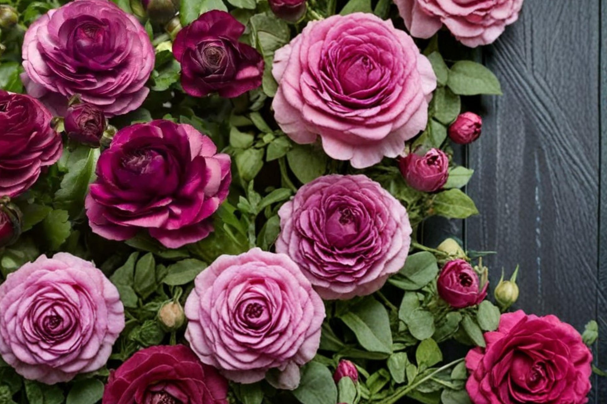 Purple Ranunculus Bulbs - 10 Count - Ranunculus asiaticus - Perennial Flowering Bulb with Layered Purple Blooms for Gardens