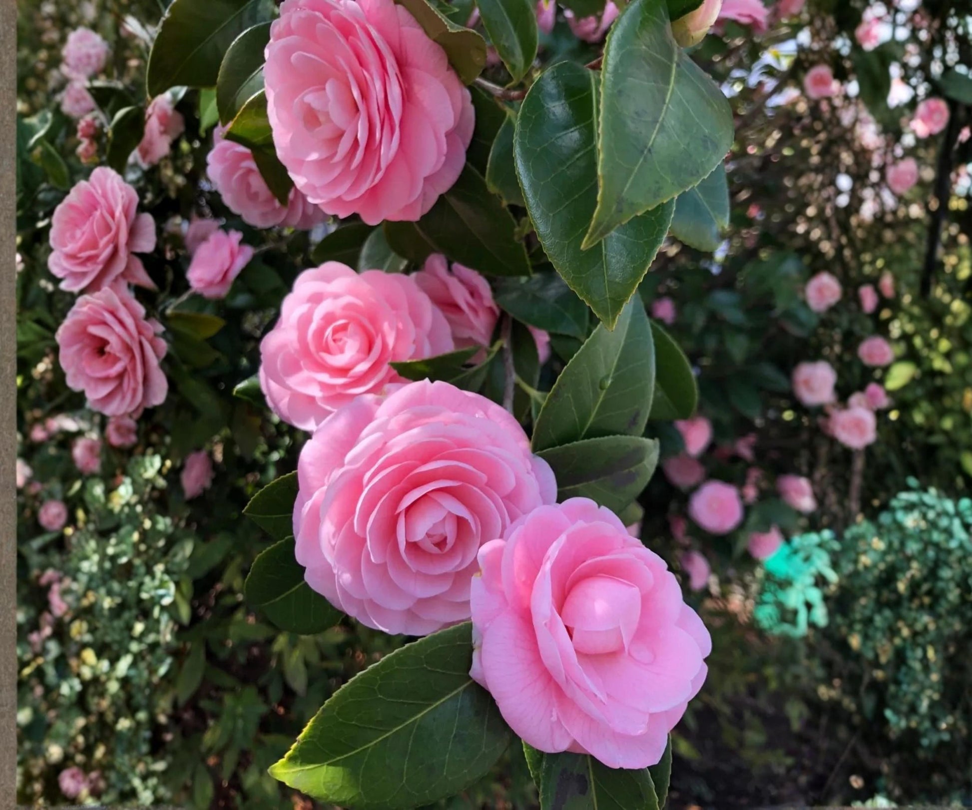 Pink Perfection Camellia Starter Plant - Evergreen Flowering Shrub - Camellia Japonica - Pink Blooms - Garden & Landscape Plant