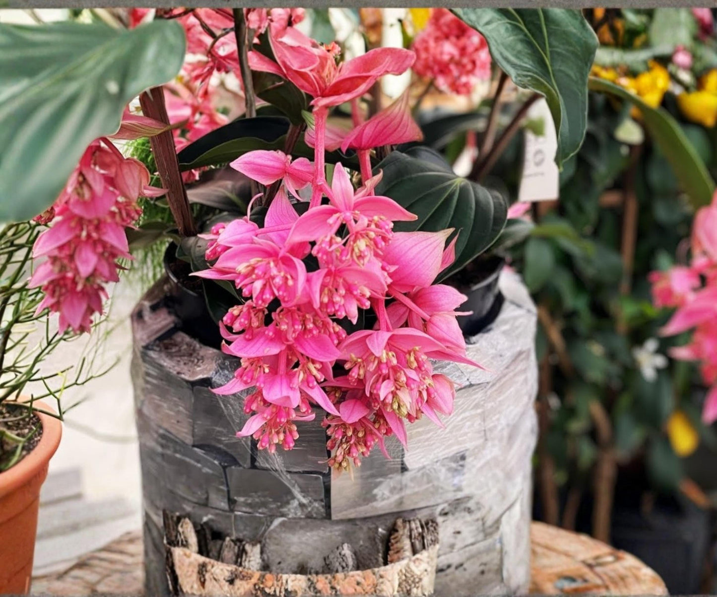 Medinilla Magnifica Starter Plant - Pink Chandelier - Tropical Indoor Flower Houseplant - Live Medinilla Magnifica