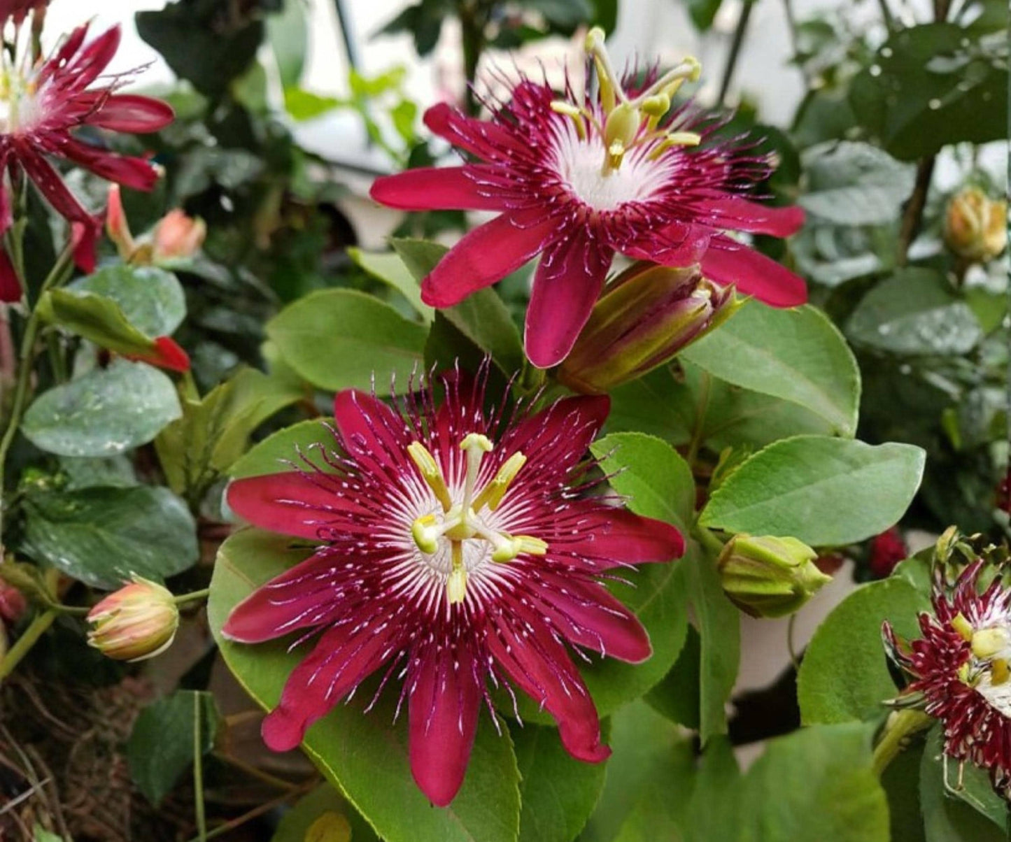 Lady Margaret Passion Flower Vine Starter Plant - Red Burgundy Passiflora - Tropical Climbing Vine for Garden Decor