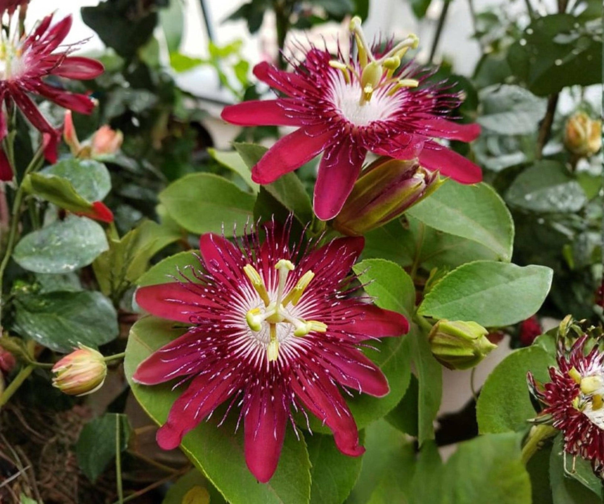 Lady Margaret Passion Flower Vine Starter Plant - Red Burgundy Passiflora - Tropical Climbing Vine for Garden Decor