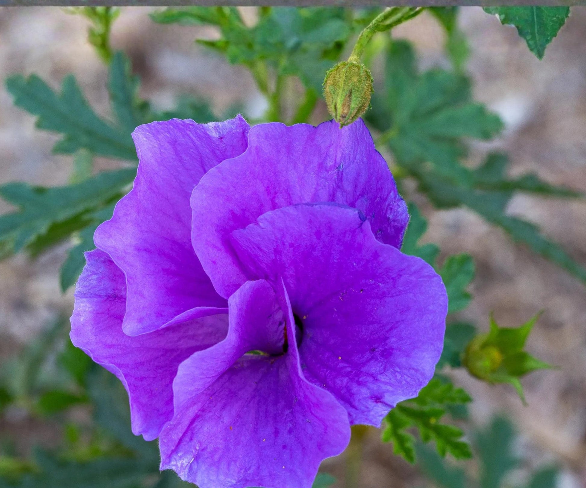 Blue Hibiscus Starter Plant - Alyogyne huegelii - Purple Flowering Shrub in 3" Pot - Tropical Garden Accent Plant