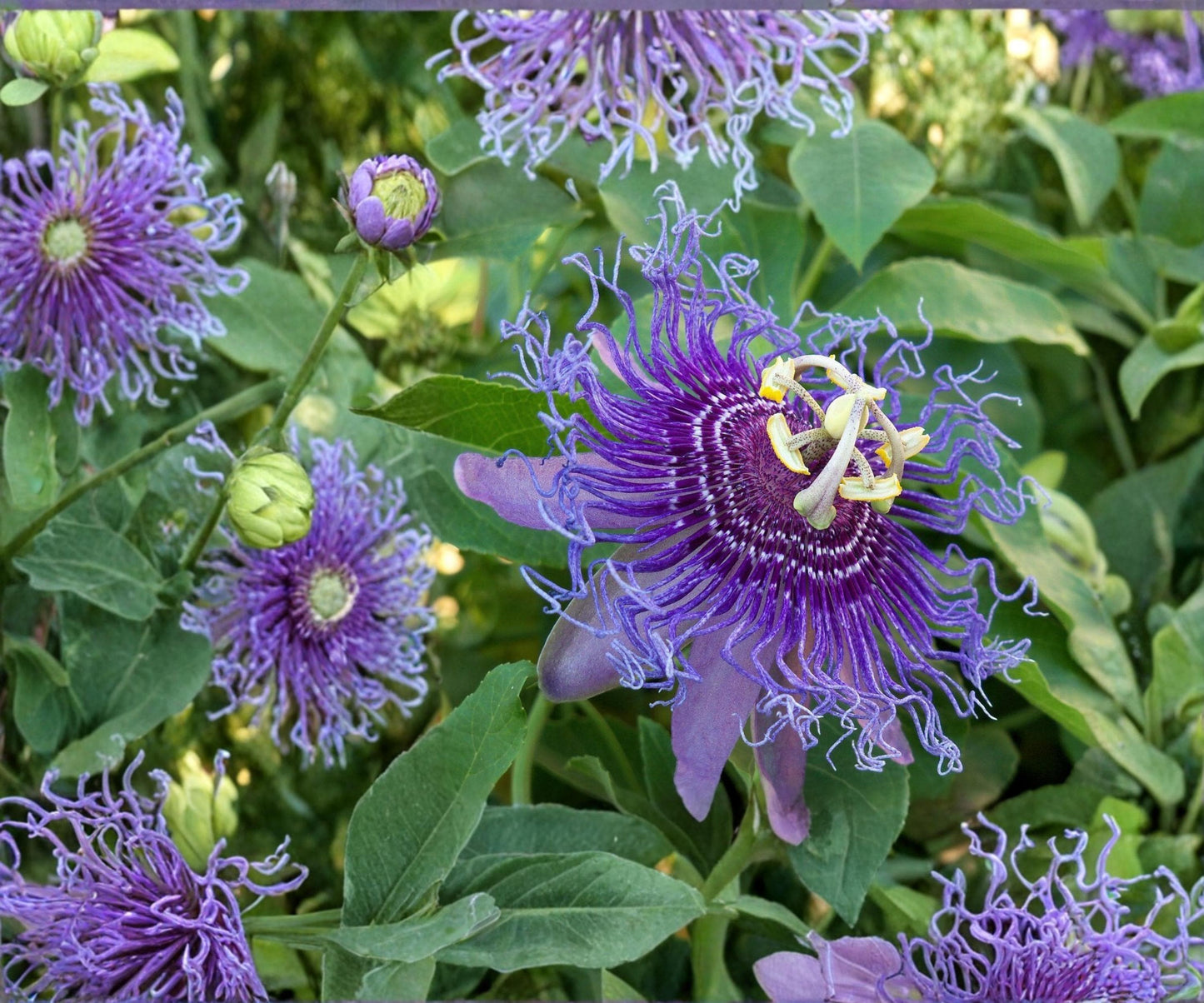Maypop Passionflower Vine Starter Plant - Purple Flowering Edible Fruit - Passiflora incarnata - Live Climbing Plant