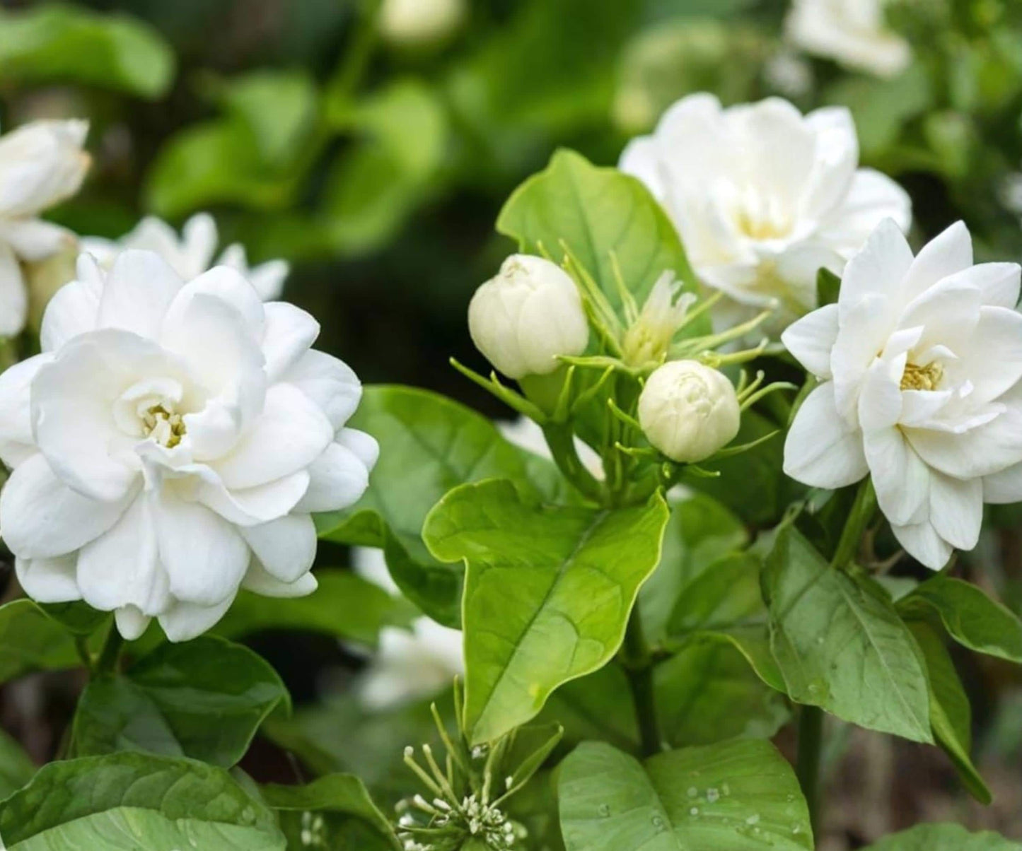 Maid of Orleans Jasmine Live Starter Plant - Fragrant White Flower - Jasminum Sambac - Compact Indoor Outdoor Garden Plant