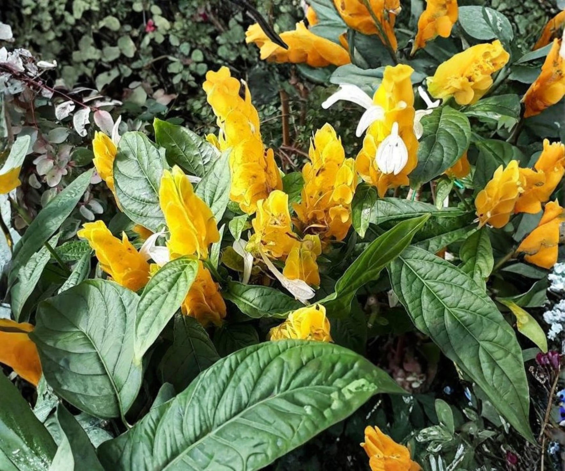 Golden Shrimp Plant - Live Starter Plant - Tropical Yellow Flower - Justicia brandegeana - Indoor Outdoor Compact Shrub