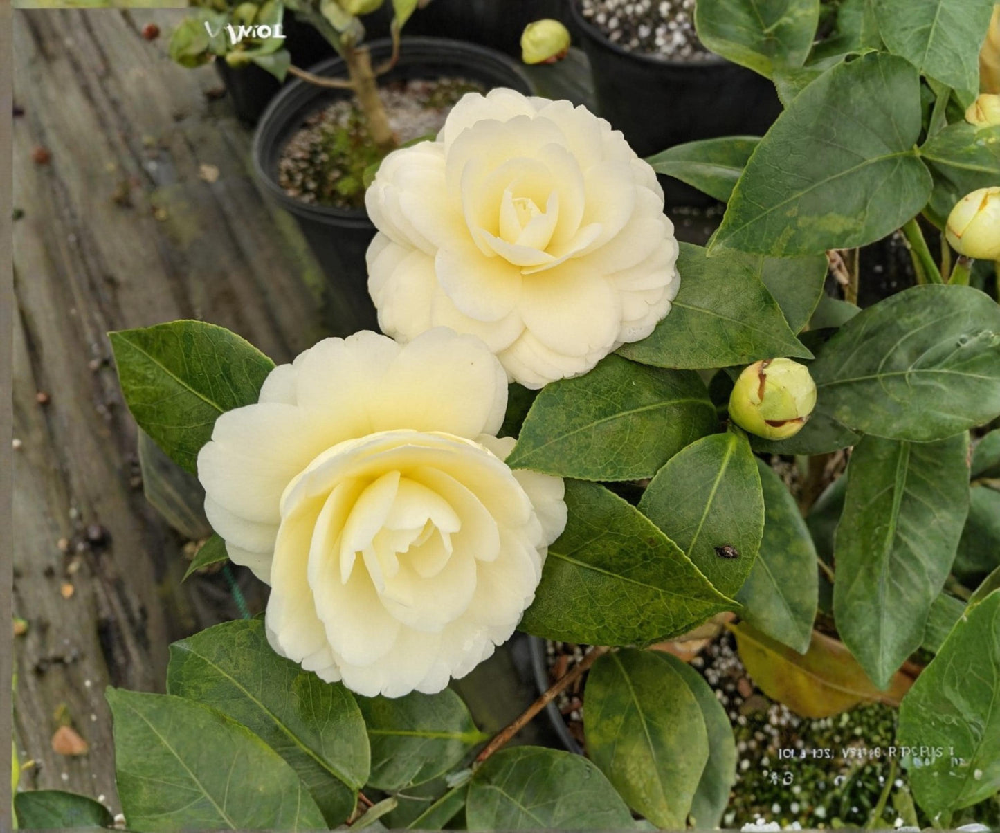 Lemon Glow Camellia Starter Plant - Yellow Pink Evergreen Flowering Shrub - Camellia Japonica ‘Lemon Glow’ in 3" Pot