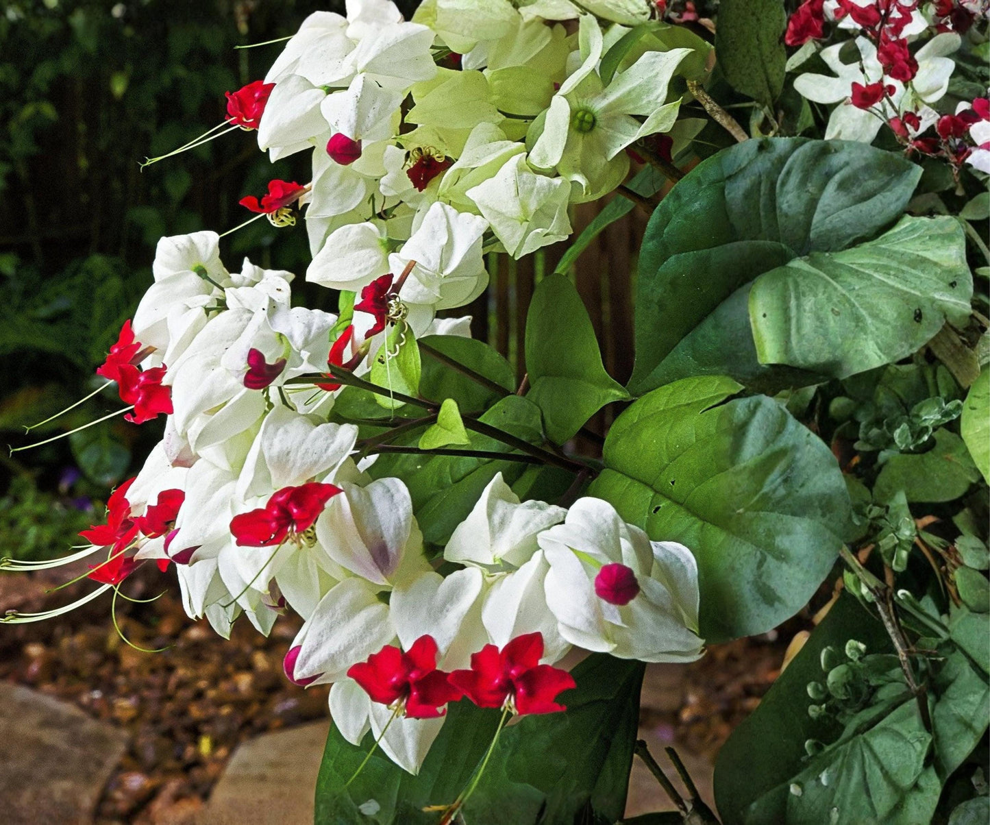 Bleeding Heart Vine Starter Plant - Red & White Flowers - Clerodendrum Thomsoniae - Tropical Climbing Vine for Containers