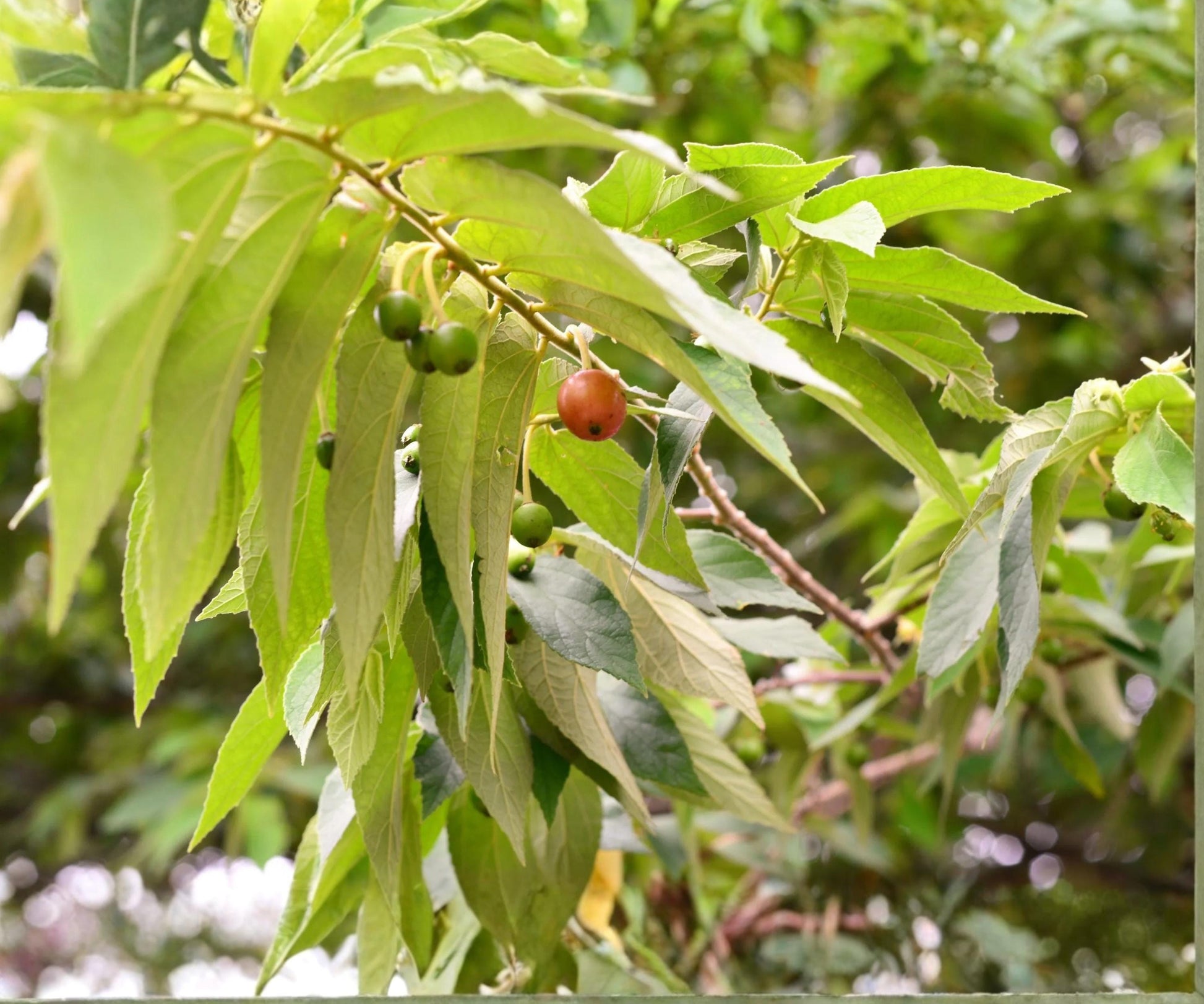 Jamaican Cherry Tree Starter Plant - Muntingia Calabura - Tropical Edible Fruit - Live Plant in Pot for Home Garden