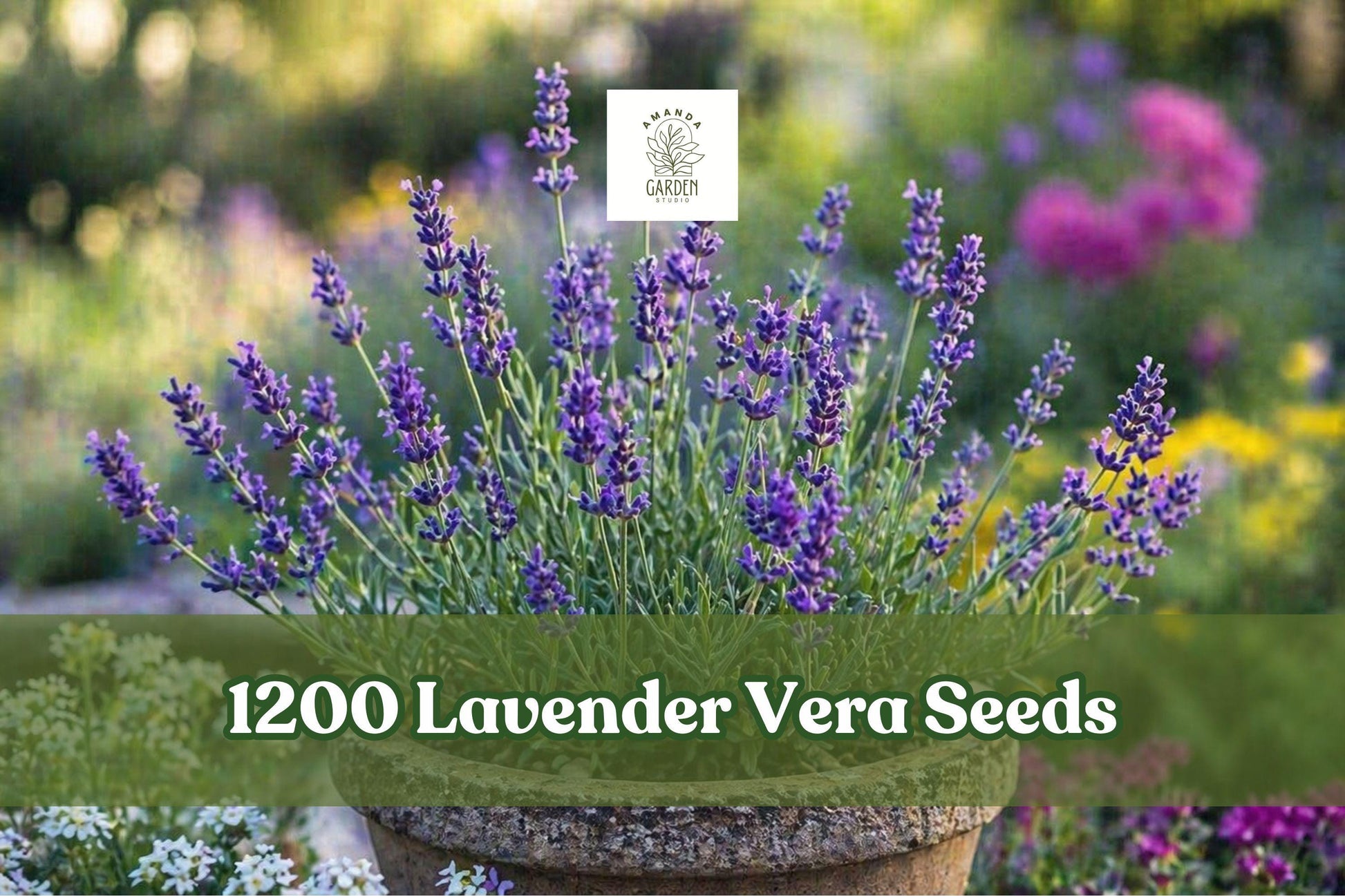 Lavender Vera Seeds - 1200+ Purple Seeds for Herb Garden, Lavandula angustifolia, Fragrant English Lavender, Easy to Grow