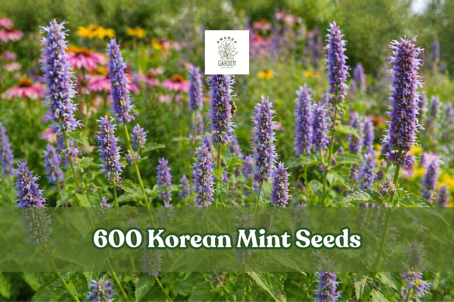 Korean Mint Seeds 600+ Perennial Herb Agastache rugosa Aromatic Purple Flower Garden Plant for Indoor/Outdoor Growing