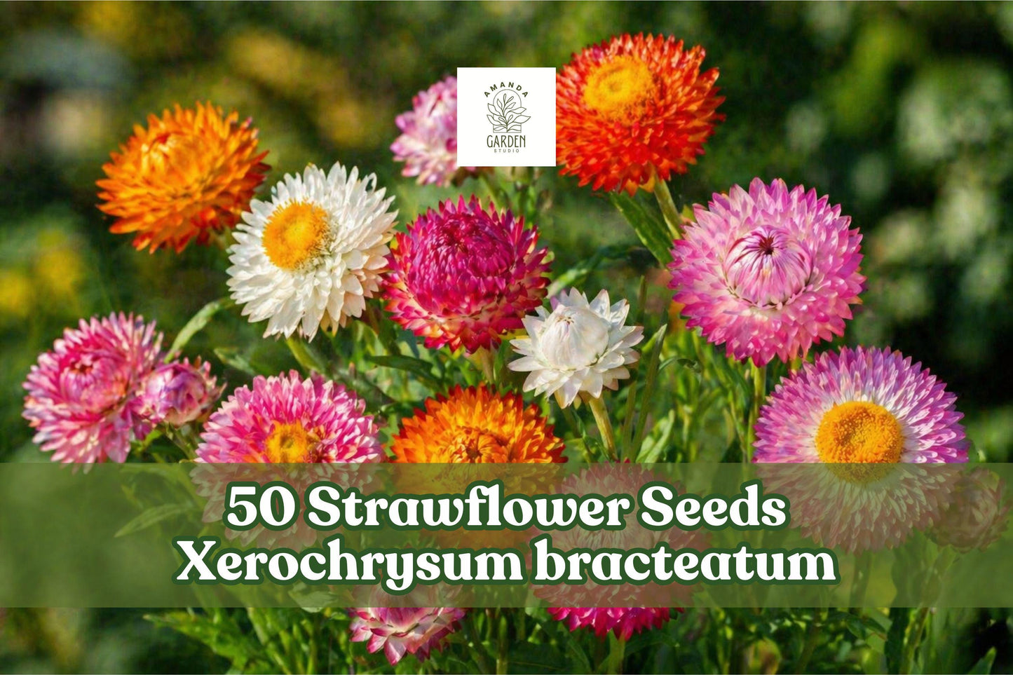 50 Strawflower Seeds - Mixed Colors Xerochrysum bracteatum - Everlasting Dried Flower for Gardens and Arrangements