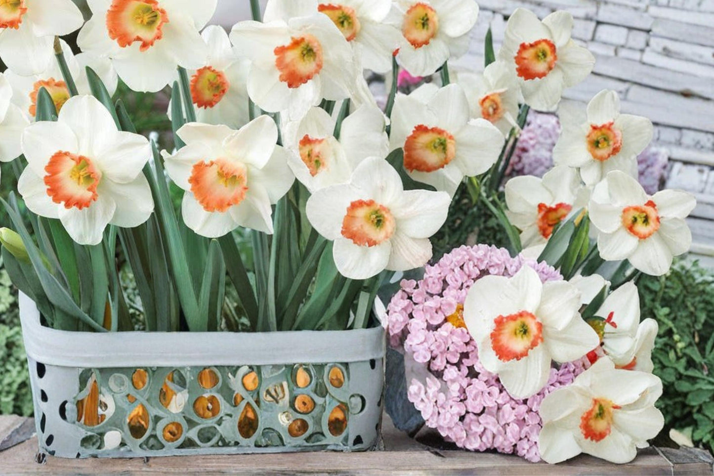 Pink Charm Daffodil Bulbs - 5 Bulbs - Narcissus - Pink Cup with White Petals - Perennial Flowering Bulb for Garden Planting