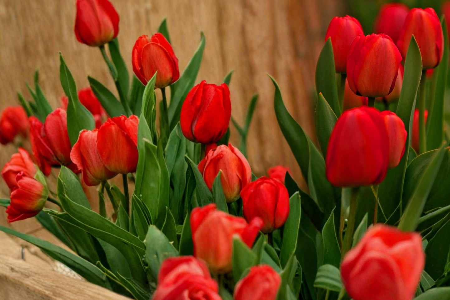 Red Tulip Bulbs - 10 Pack - Tulipa - Perennial Spring Blooms for Garden Beds & Containers - Vibrant Red Flowers