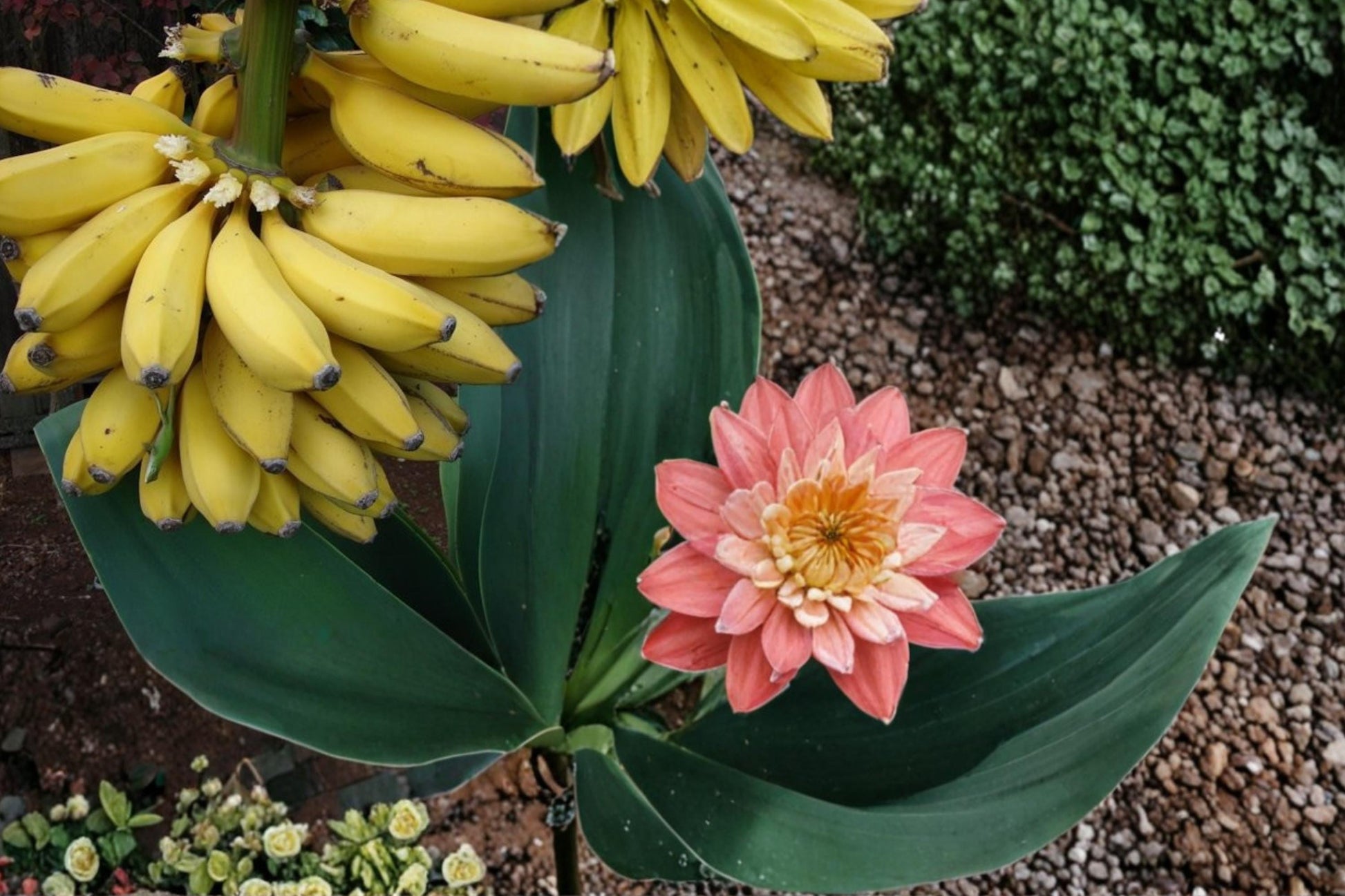 Banana Seeds 20 Count - Musa Tropical Fruit Plant with Large Green Foliage - Fast-Growing Perennial for Warm Climates