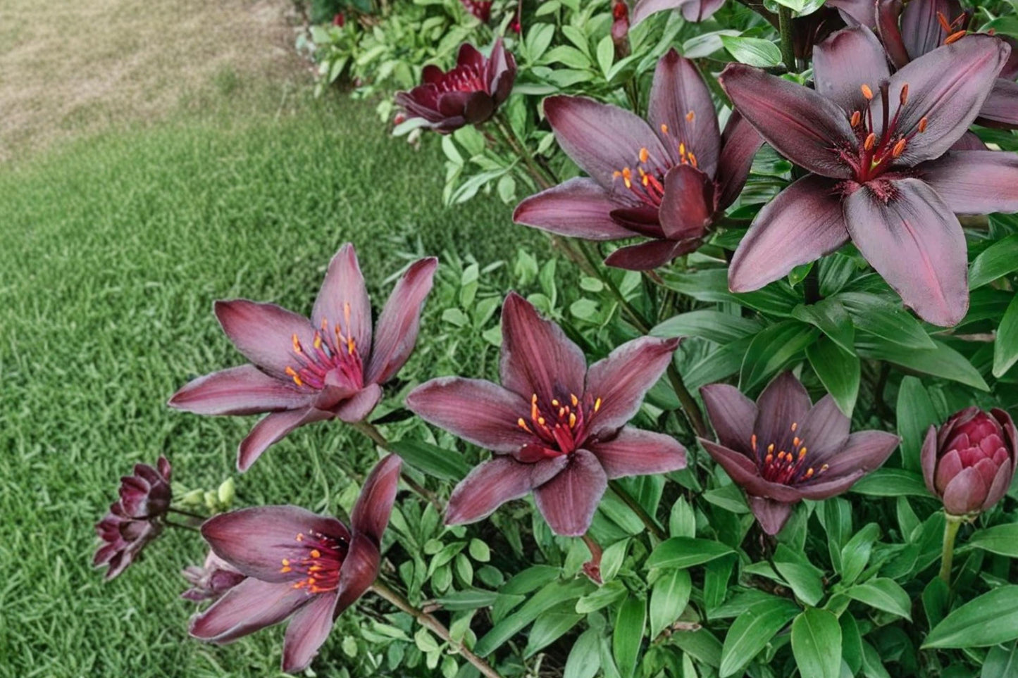 Asiatic Lily Bulbs 10 Count - Blackstone Variety, Deep Burgundy Blooms, Lilium - Perennial Flowering Bulbs for Outdoor Planting