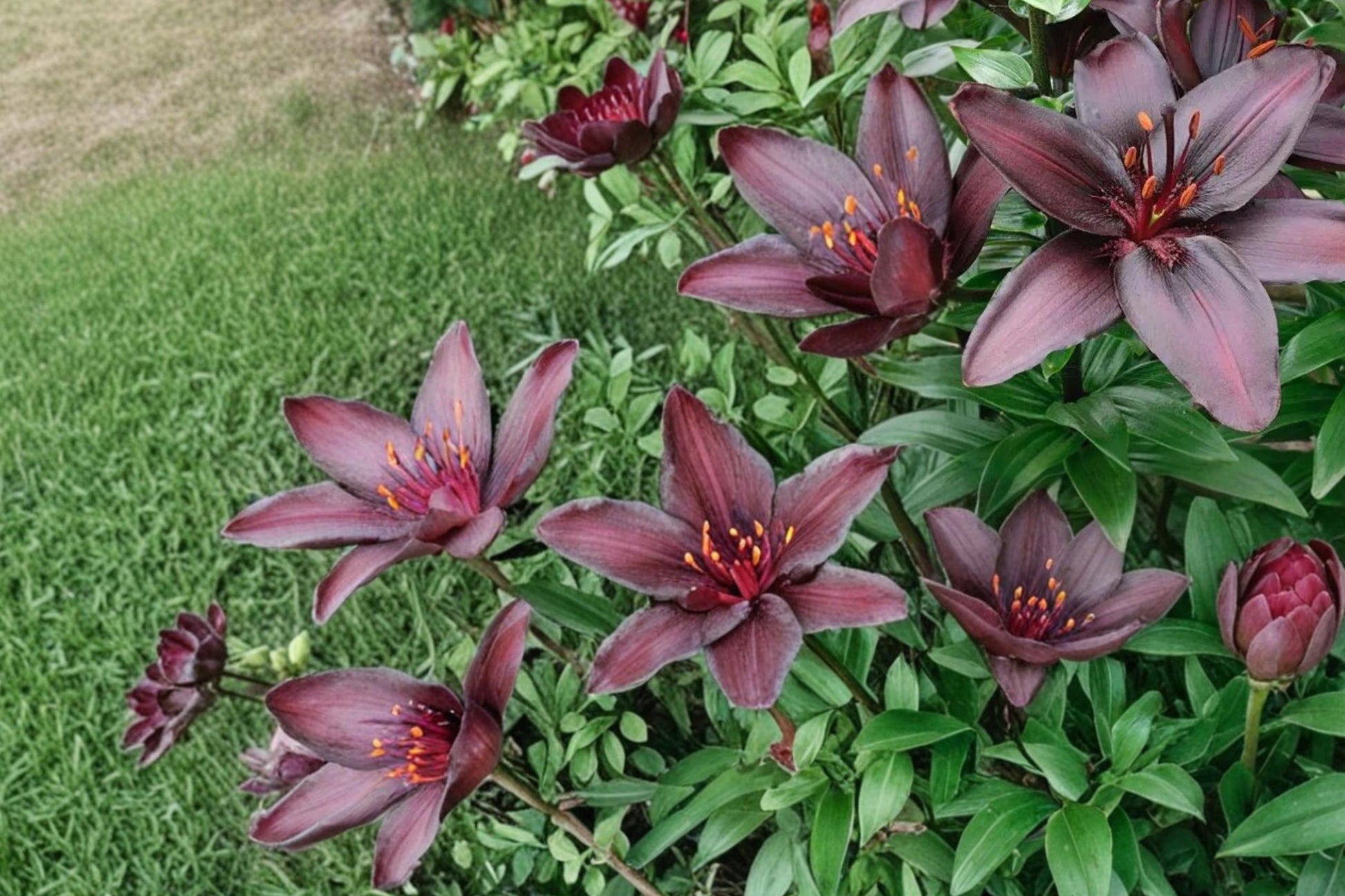 Asiatic Lily Bulbs 10 Count - Blackstone Variety, Deep Burgundy Blooms, Lilium - Perennial Flowering Bulbs for Outdoor Planting