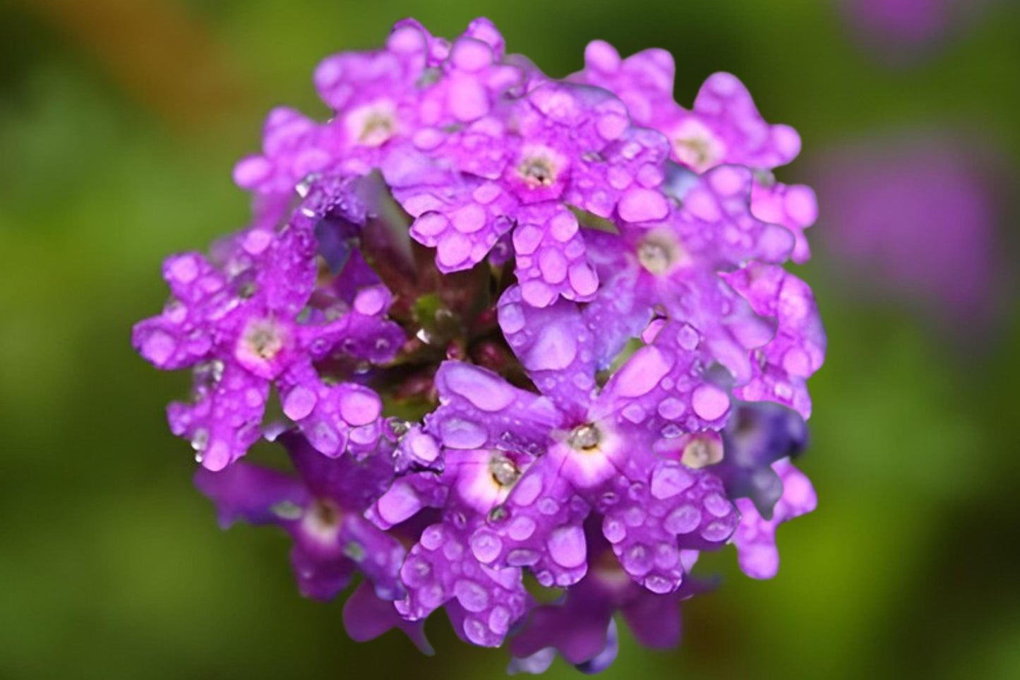 Moss Verbena Seeds (100) | Purple Ground Cover | Verbena tenuisecta | Heat & Drought Tolerant for Sunny Gardens