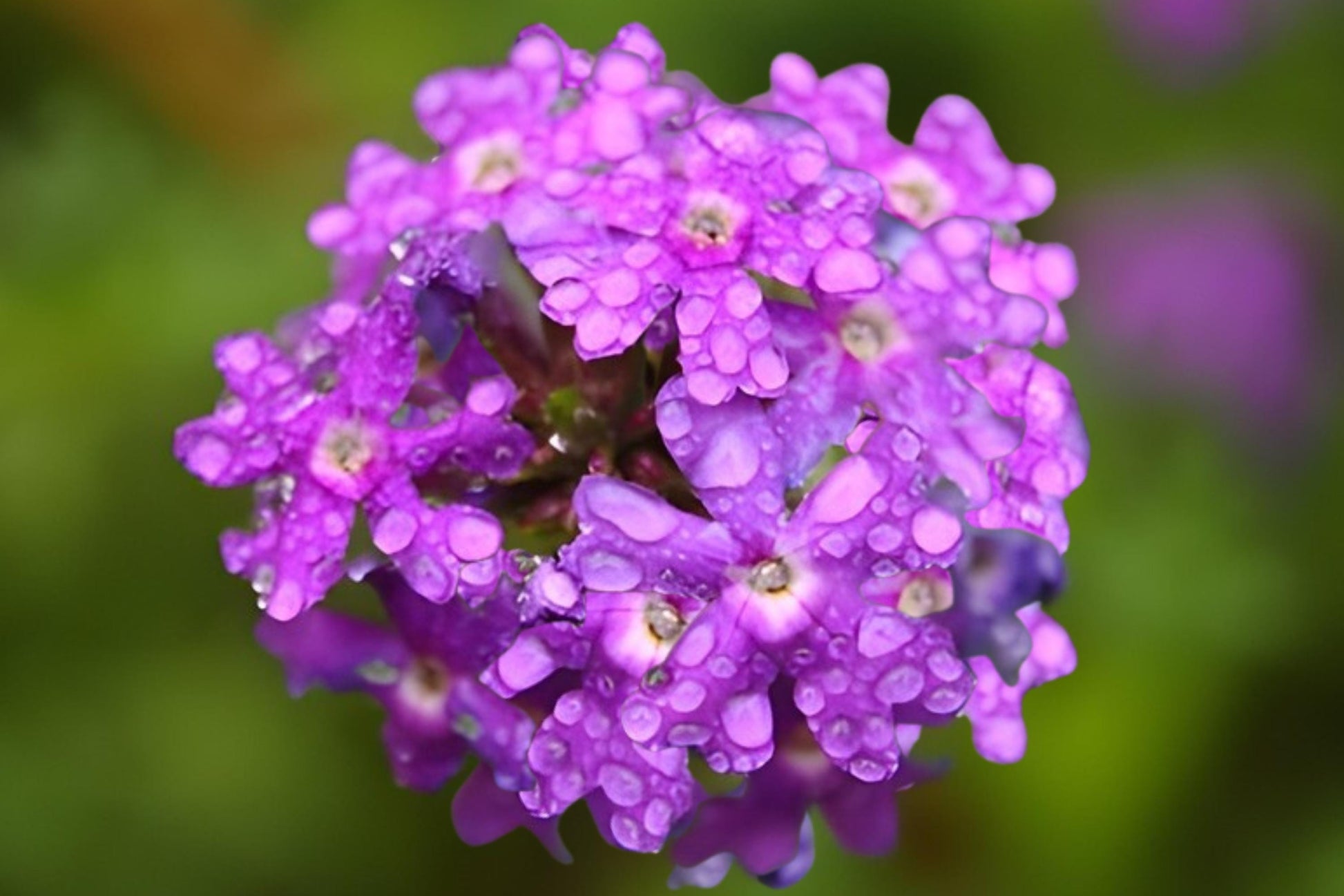 Moss Verbena Seeds (100) | Purple Ground Cover | Verbena tenuisecta | Heat & Drought Tolerant for Sunny Gardens